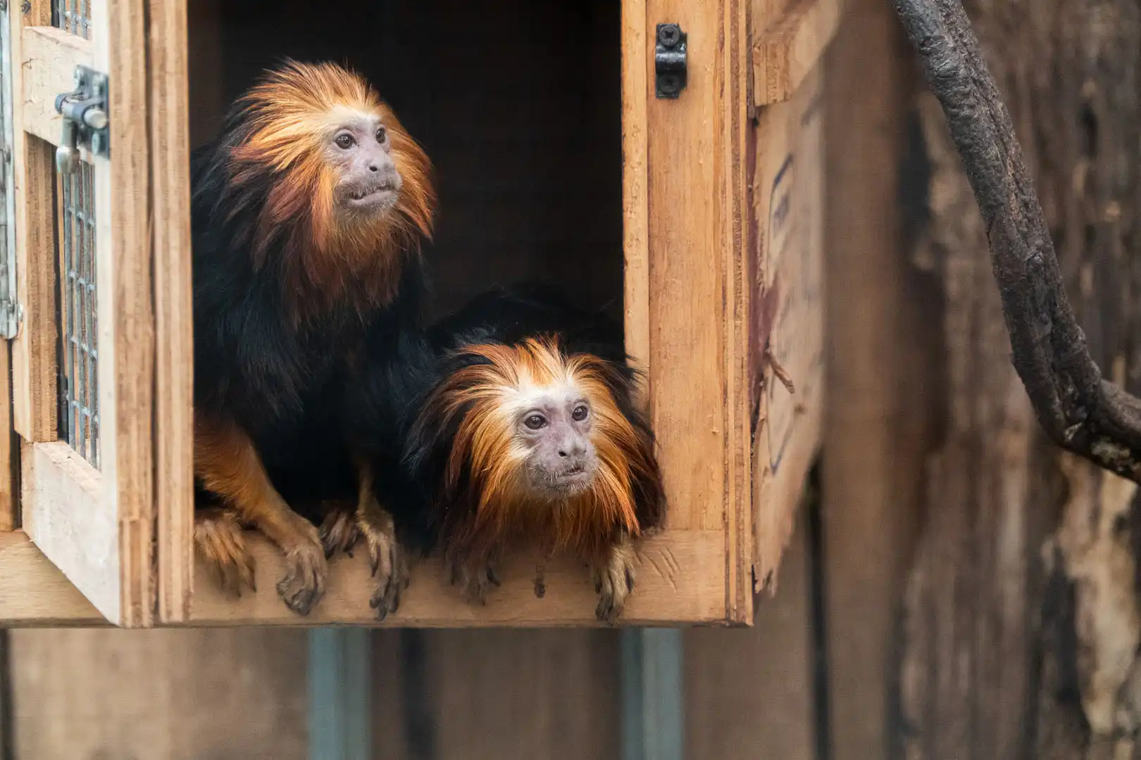Een afbeelding van een goudkopleeuwaapje in Ouwehands Dierenpark.