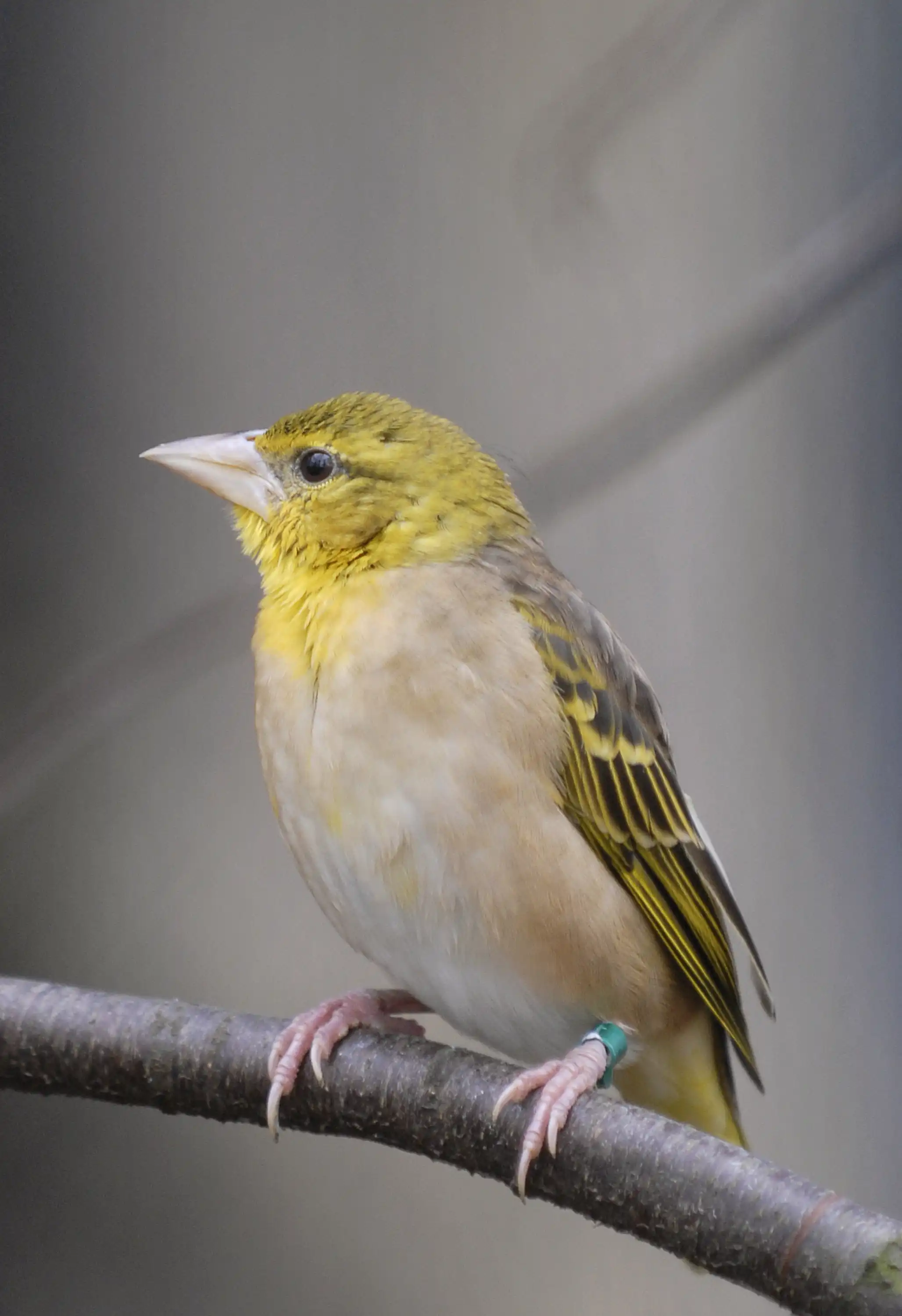 Een afbeelding van een grote textorwever in Ouwehands Dierenpark.