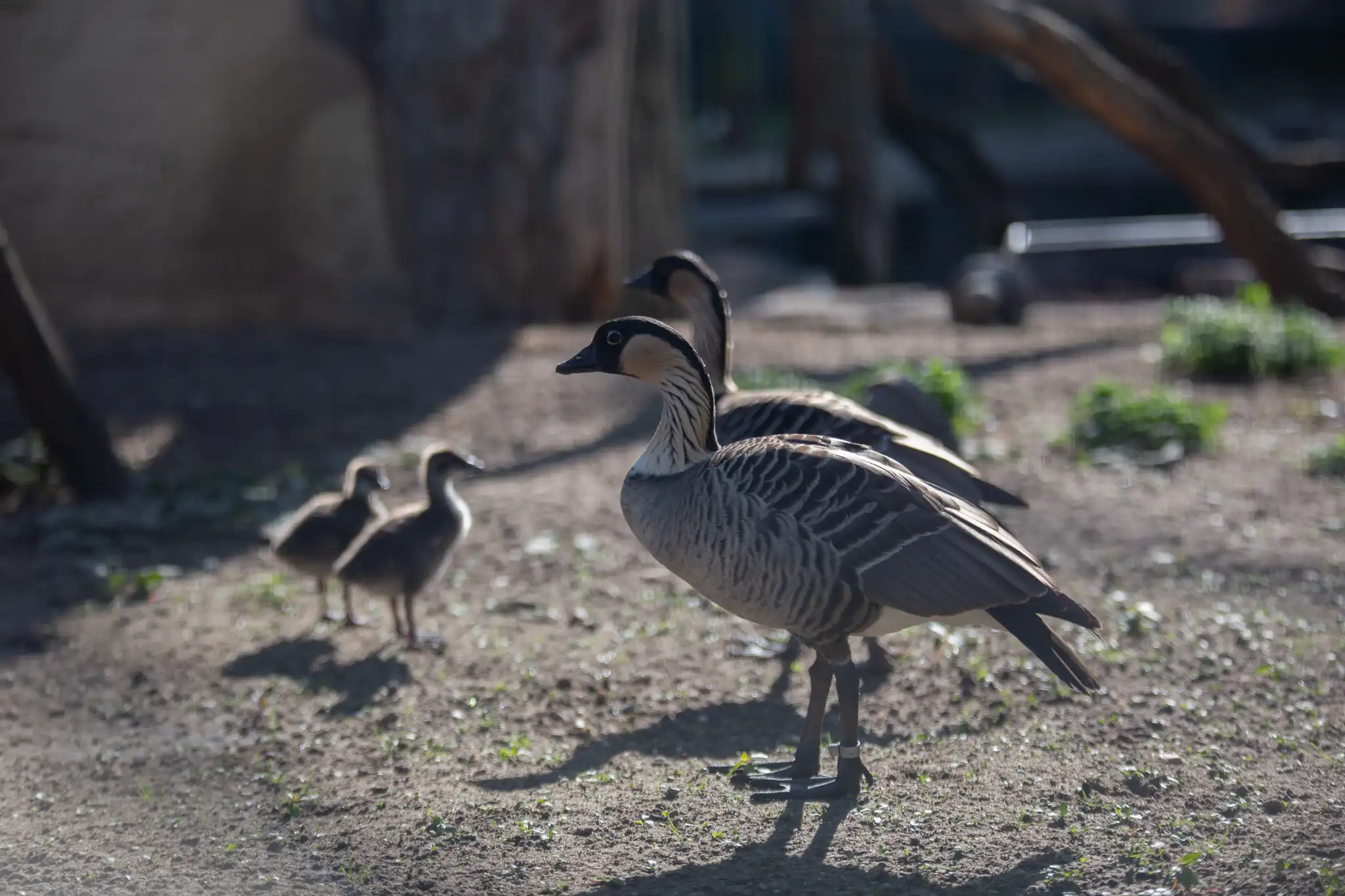 Een afbeelding van een hawaiigans in Ouwehands Dierenpark.