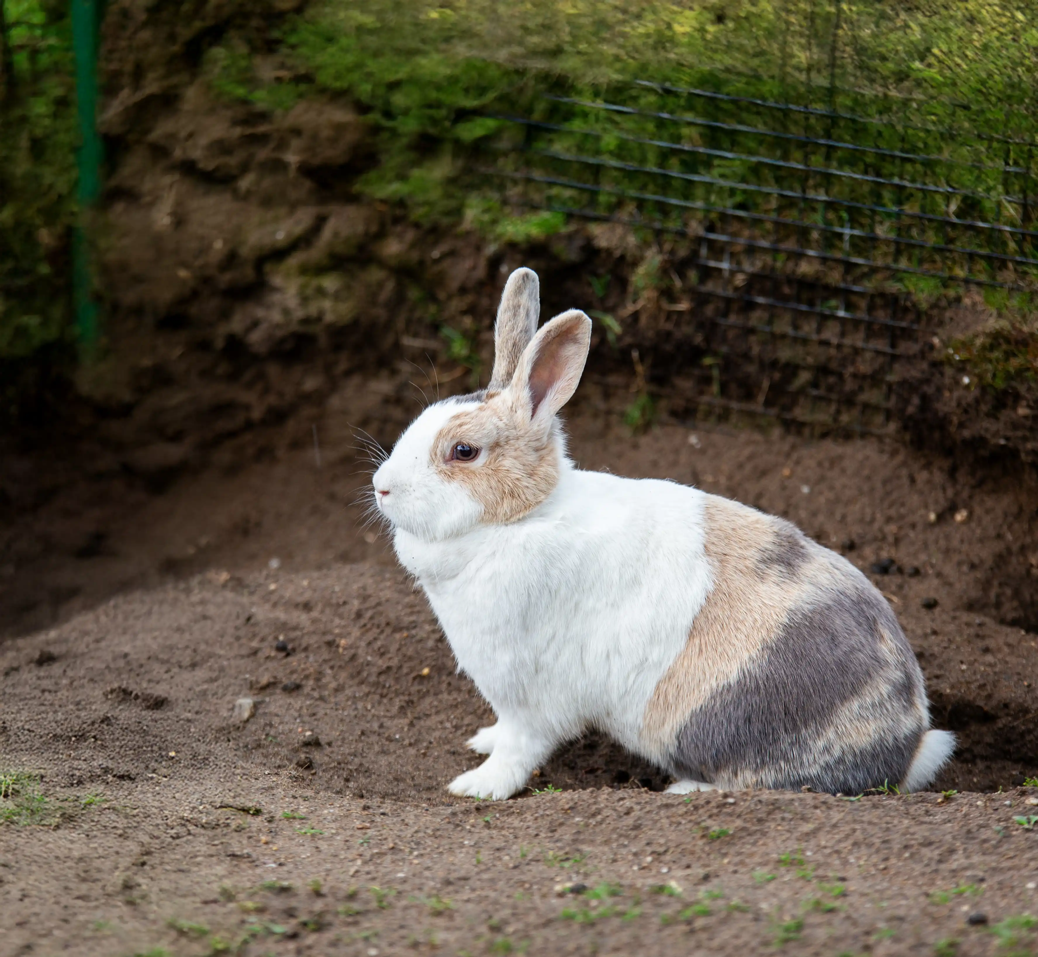 Een afbeelding van een konijn in Ouwehands Dierenpark