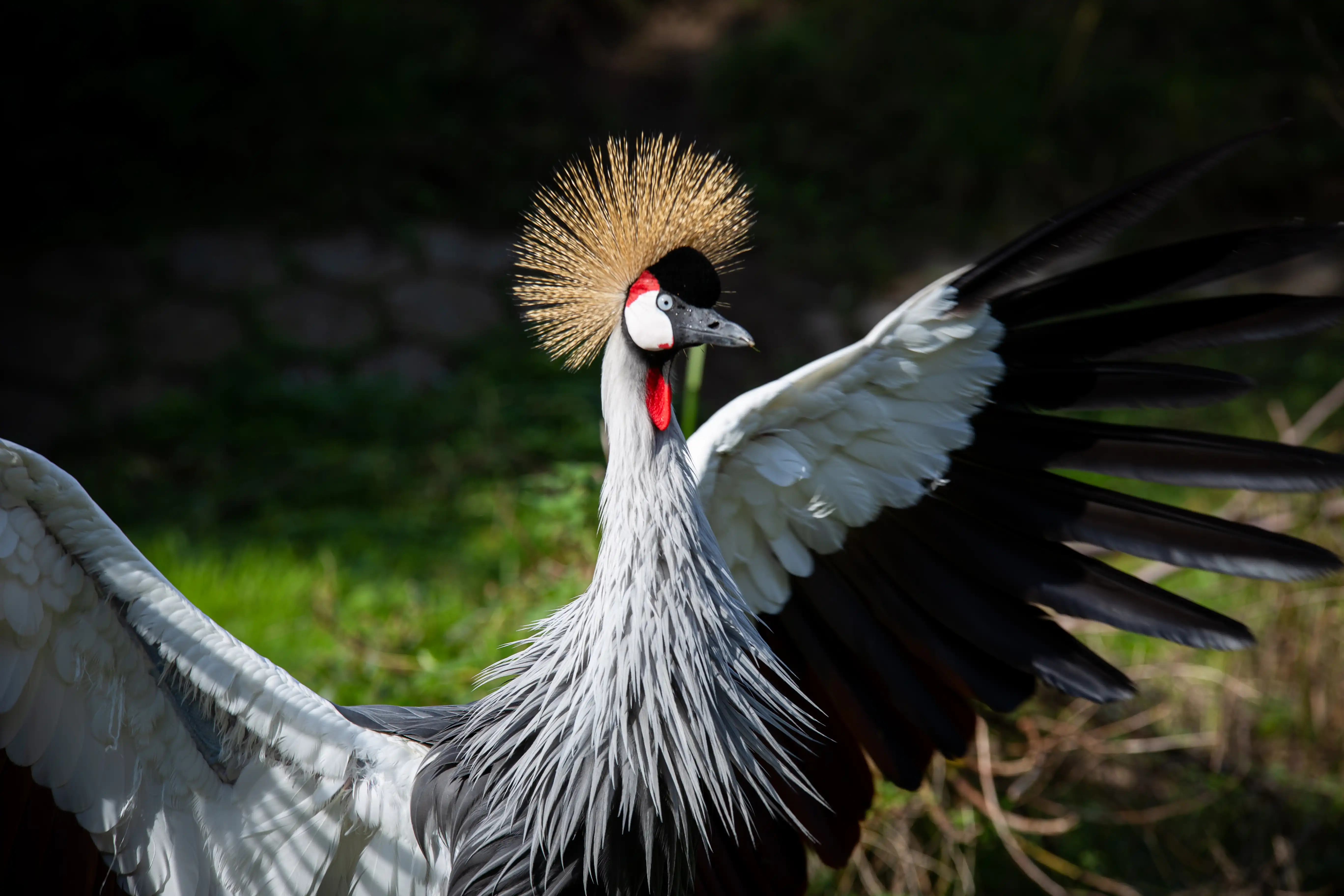 Een afbeelding van een kroonkraanvogel in Ouwehands Dierenpark.