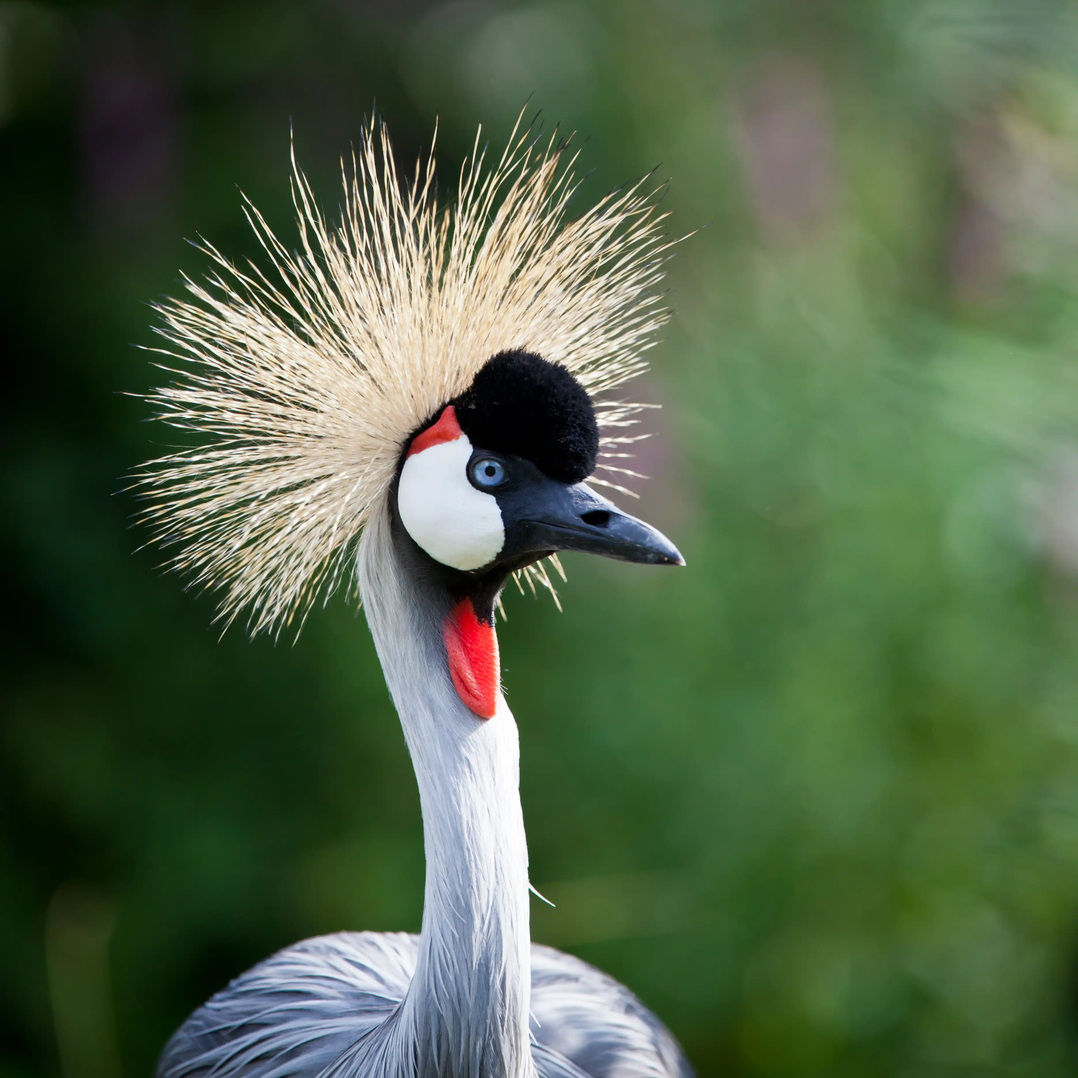 Een afbeelding van een kroonkraanvogel in Ouwehands Dierenpark.