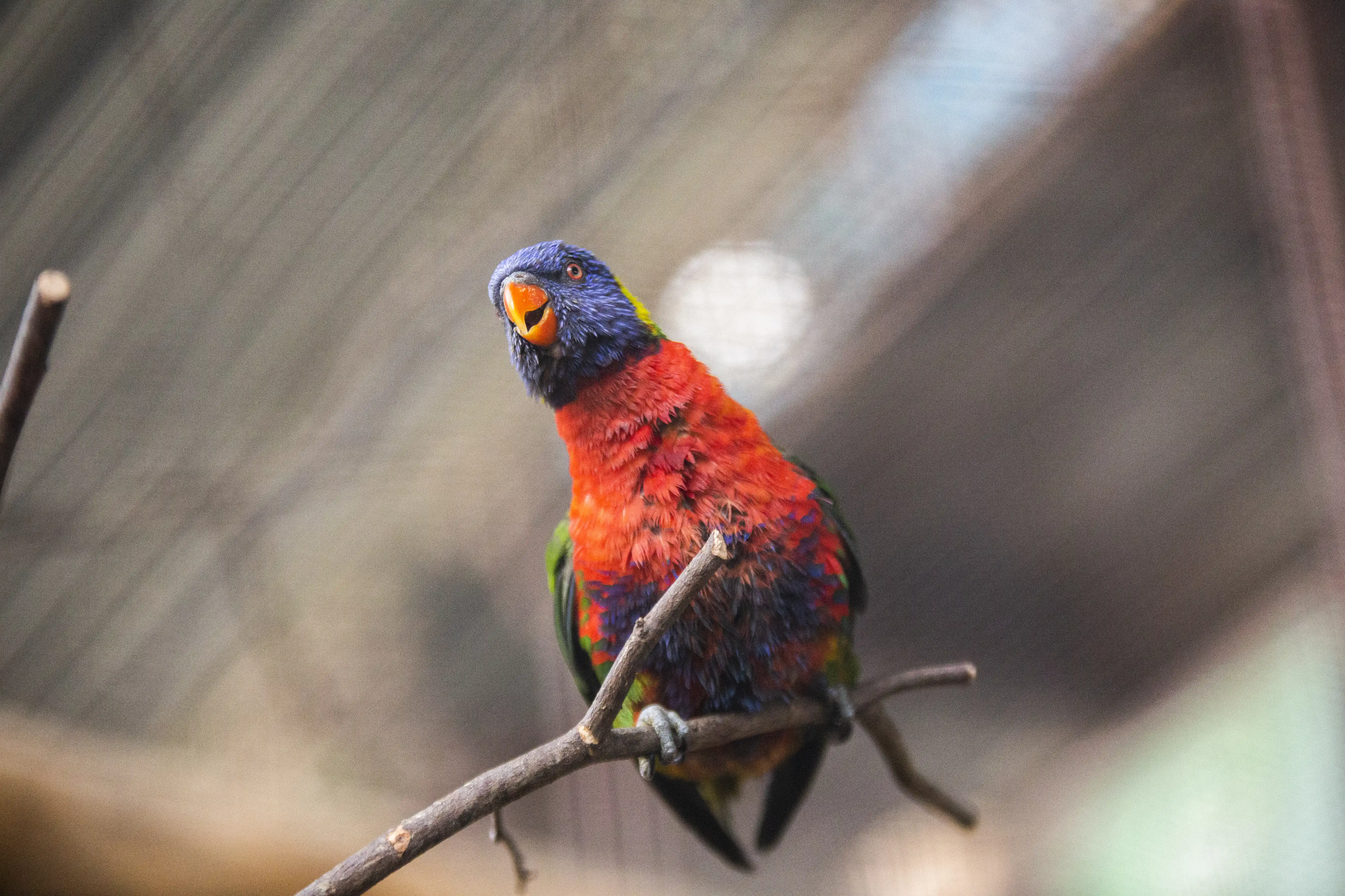 Een afbeelding van een lori van de Blauwe Bergen in Ouwehands Dierenpark.