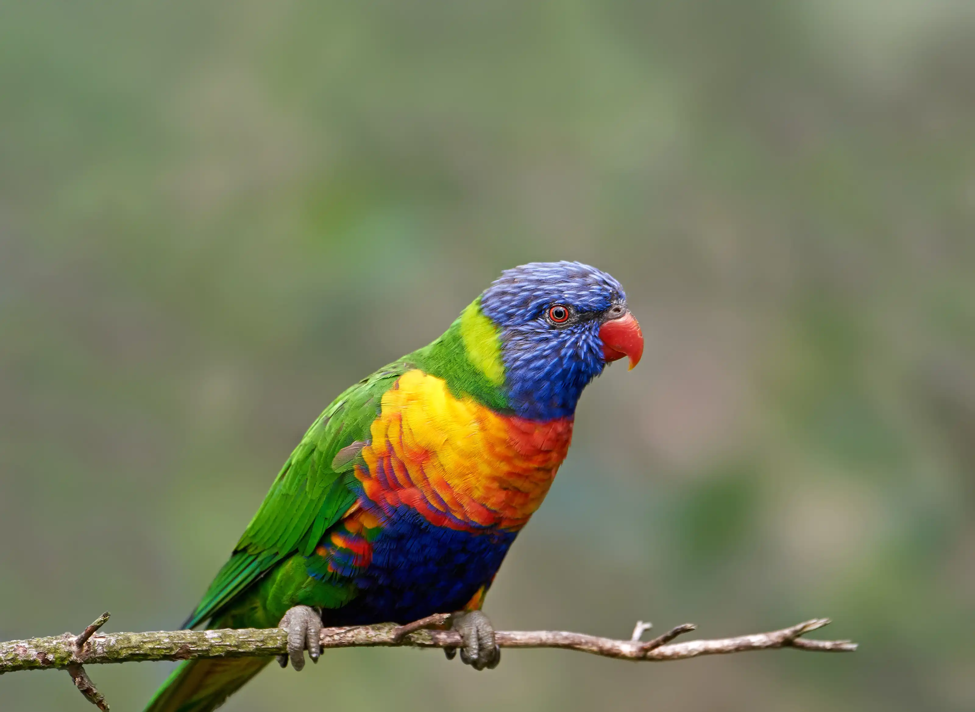 Een afbeelding van een lori van de Blauwe Bergen in Ouwehands Dierenpark.