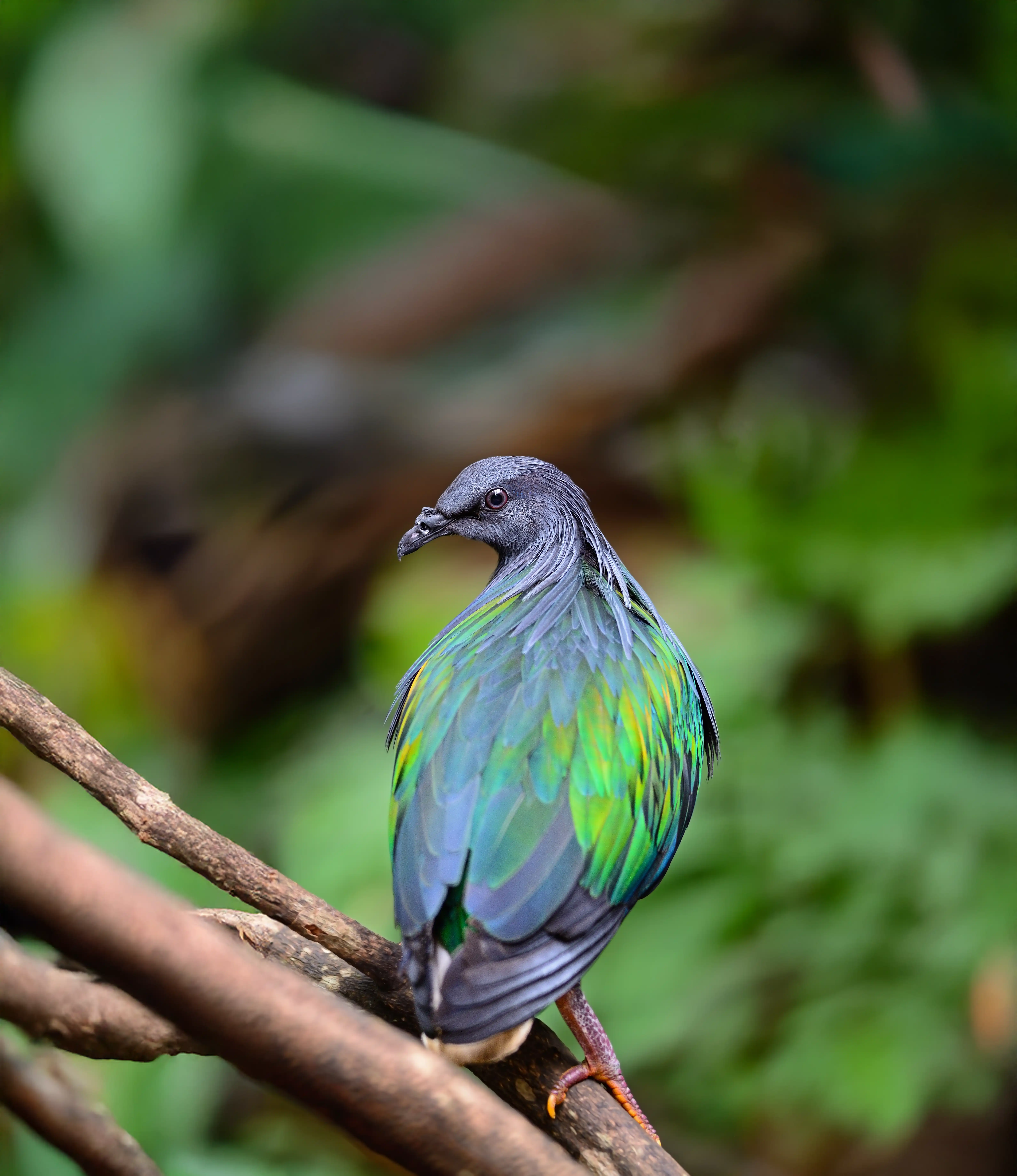 Een afbeelding van een manenduif in Ouwehands Dierenpark.