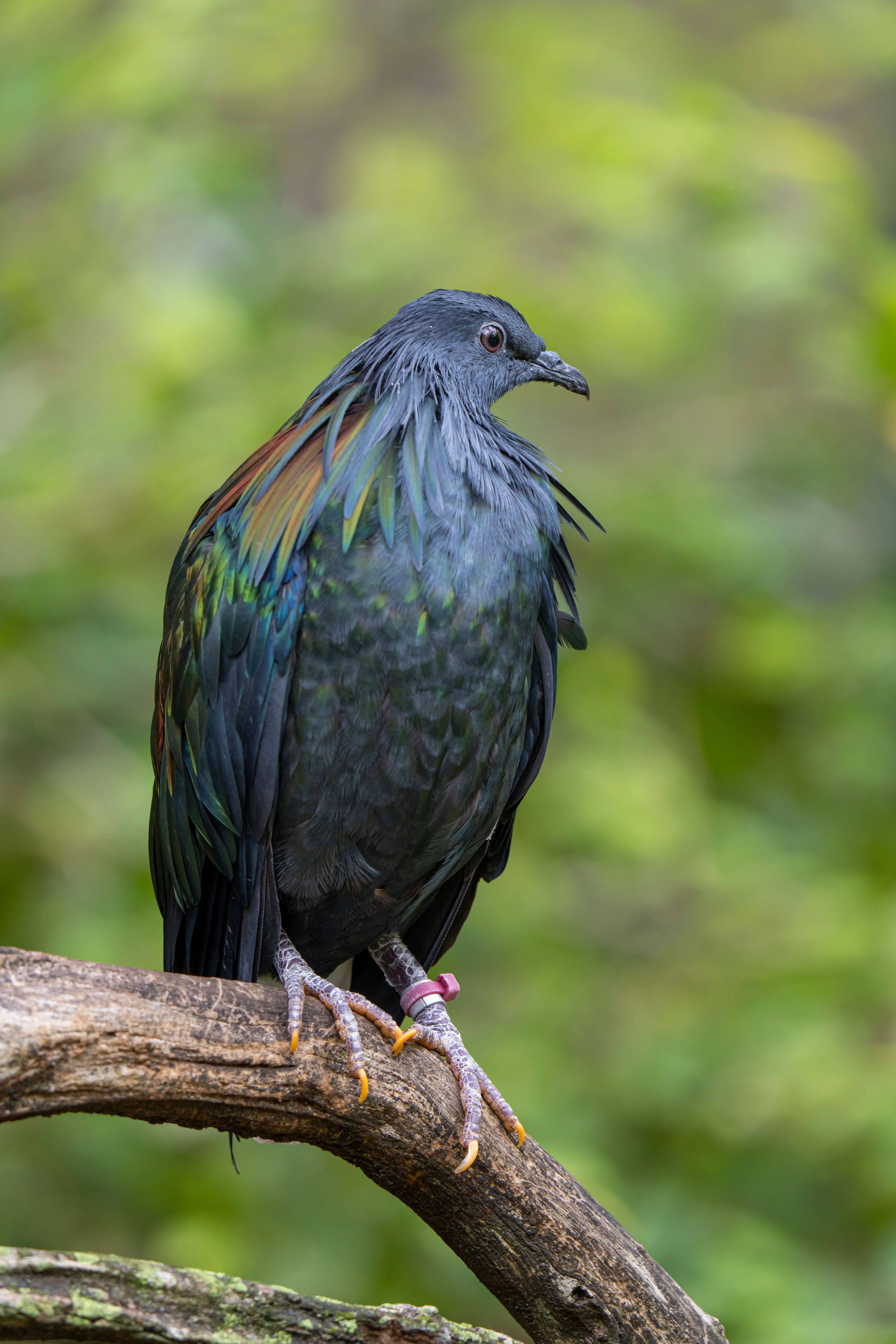 Een afbeelding van een manenduif in Ouwehands Dierenpark.