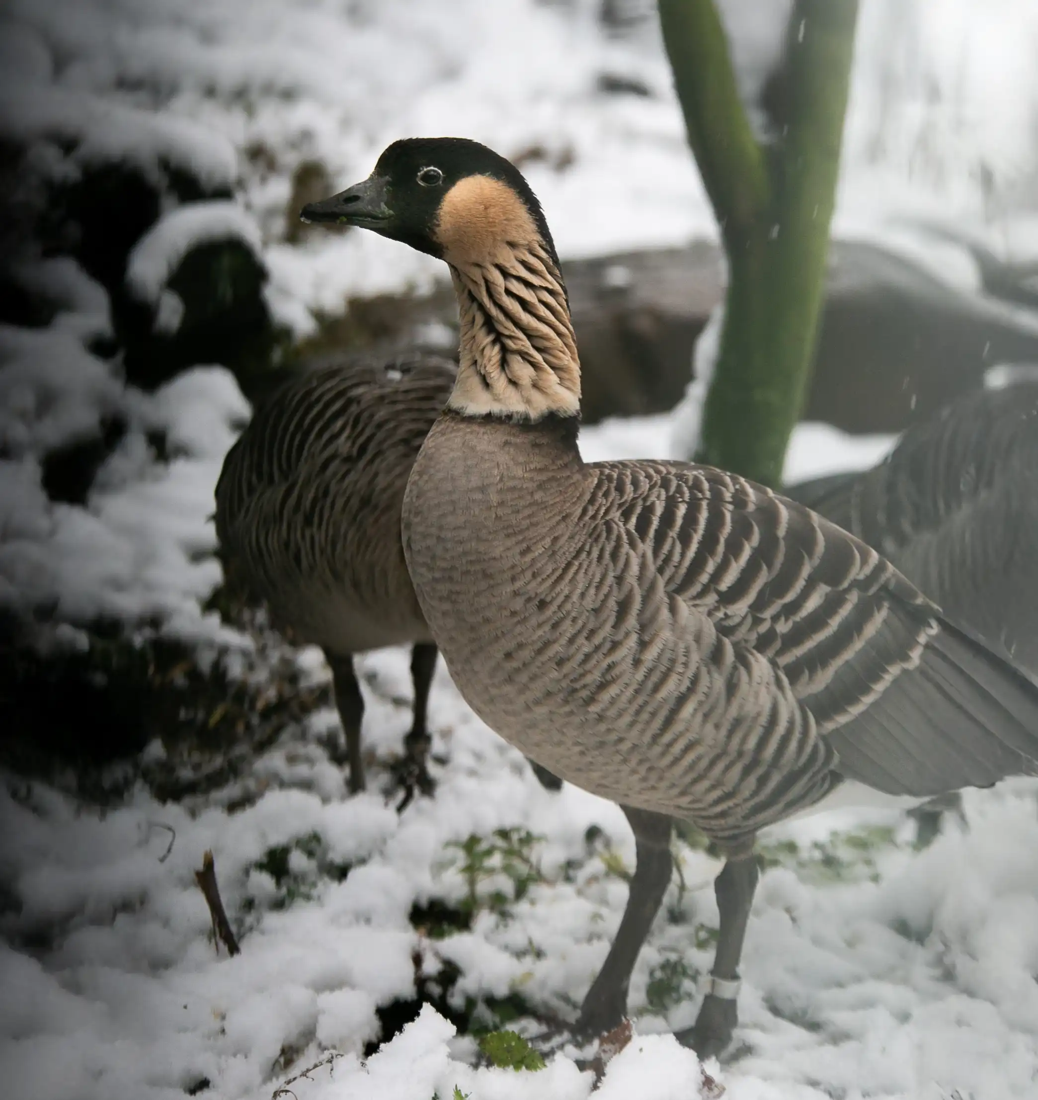 Een afbeelding van een hawaiigans in Ouwehands Dierenpark.