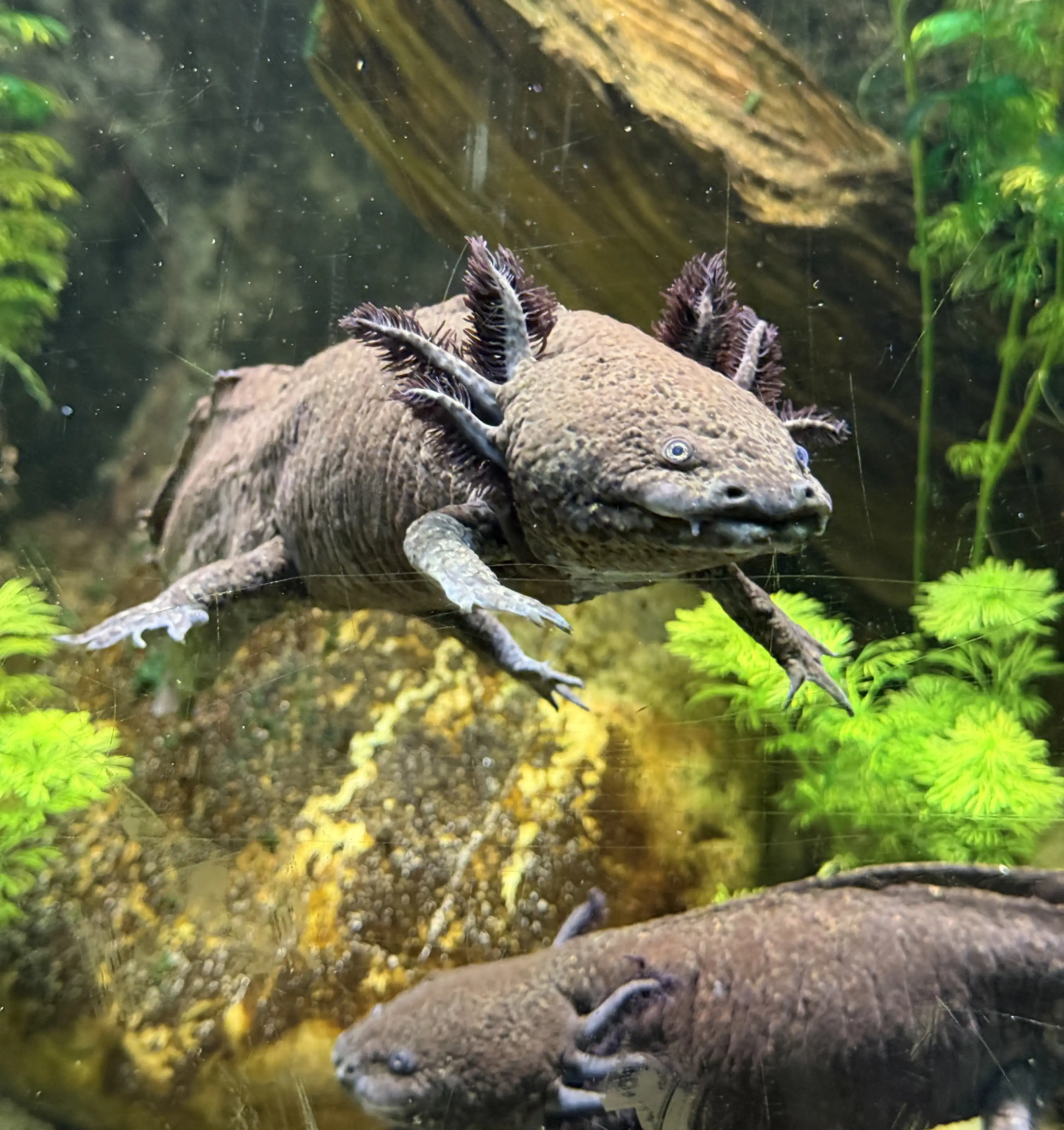 Een afbeelding van een axolotl in Ouwehands Dierenpark.