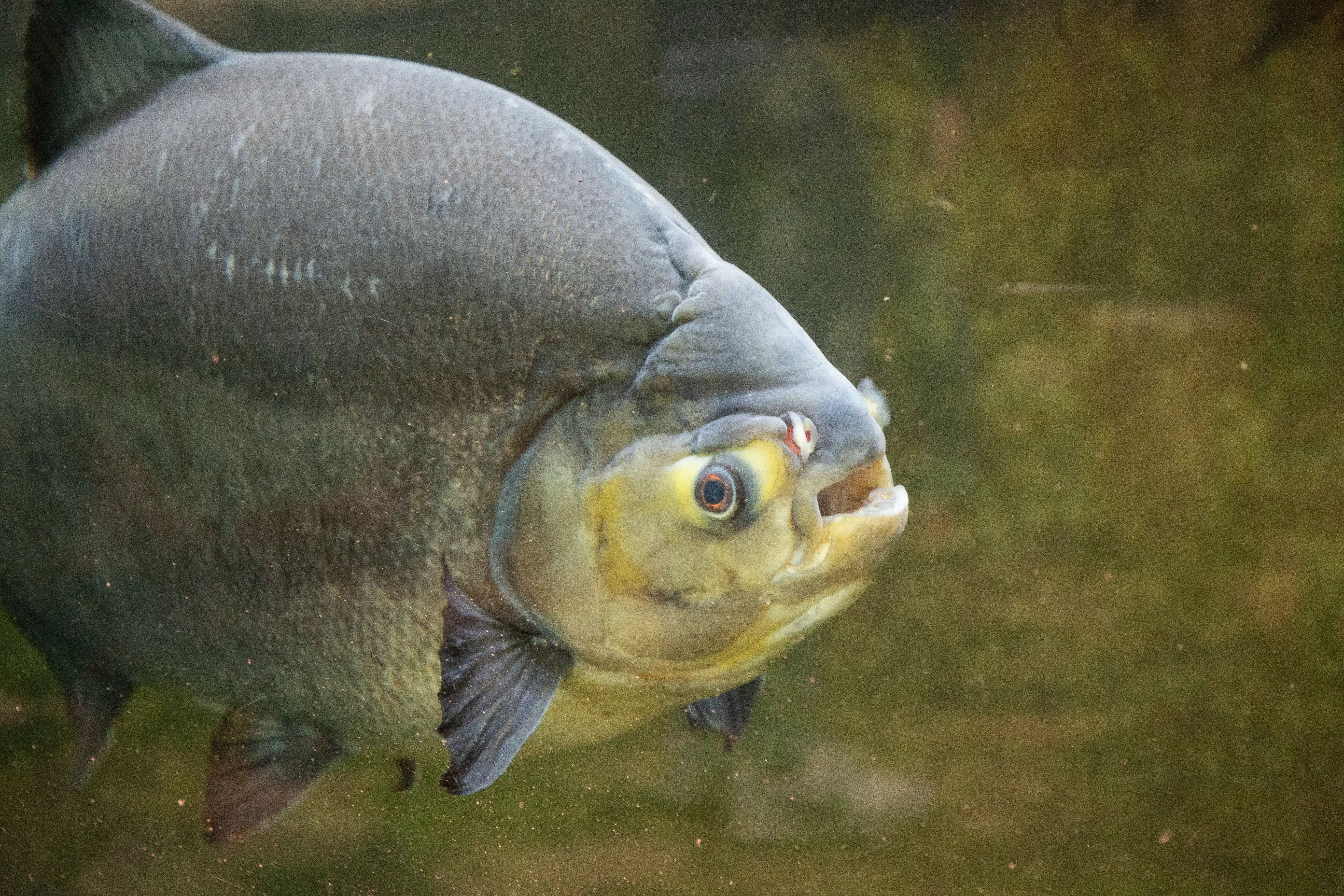 Een afbeelding van een pacu in Ouwehands Dierenpark.