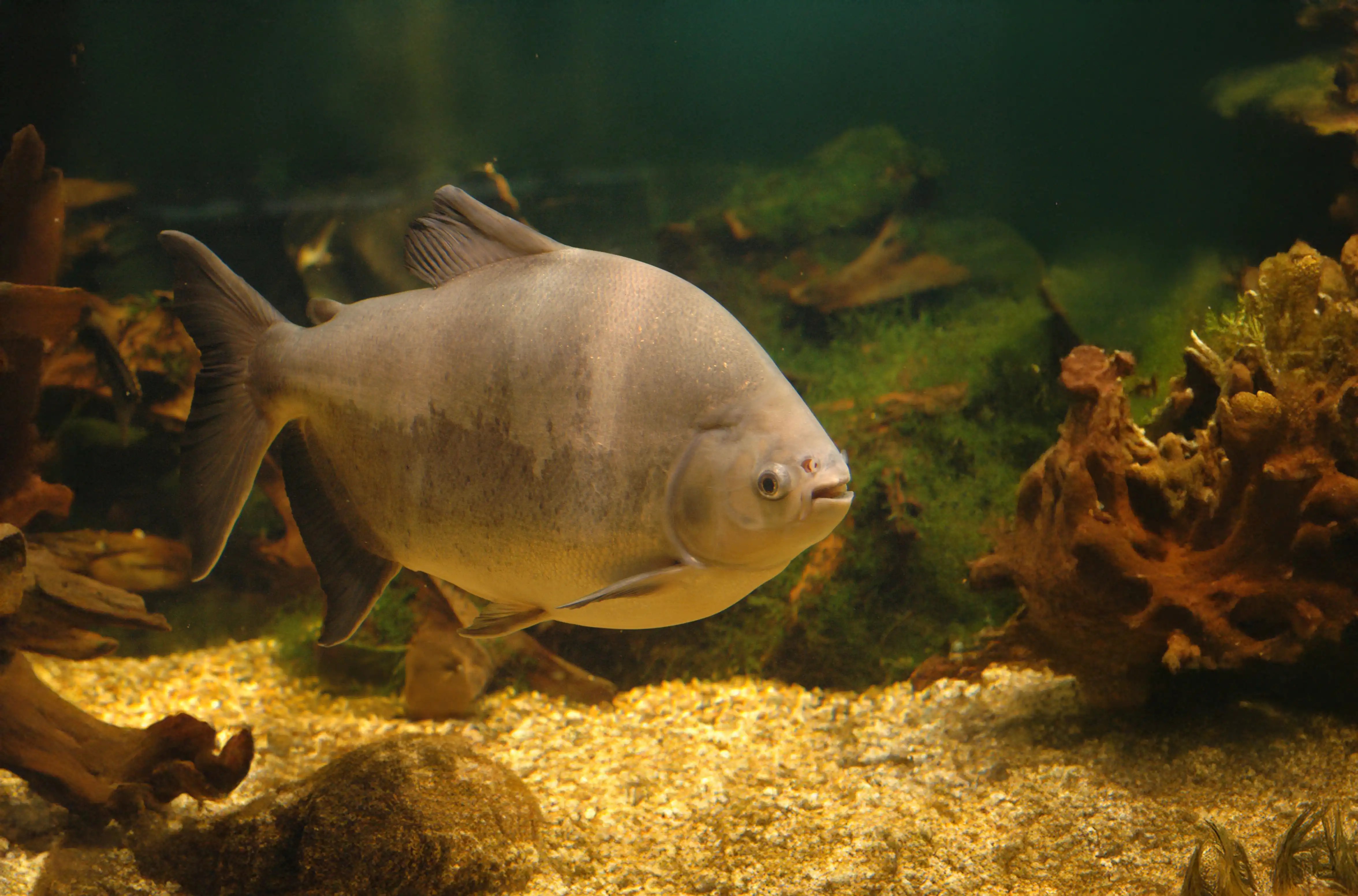 Een afbeelding van een pacu in Ouwehands Dierenpark.