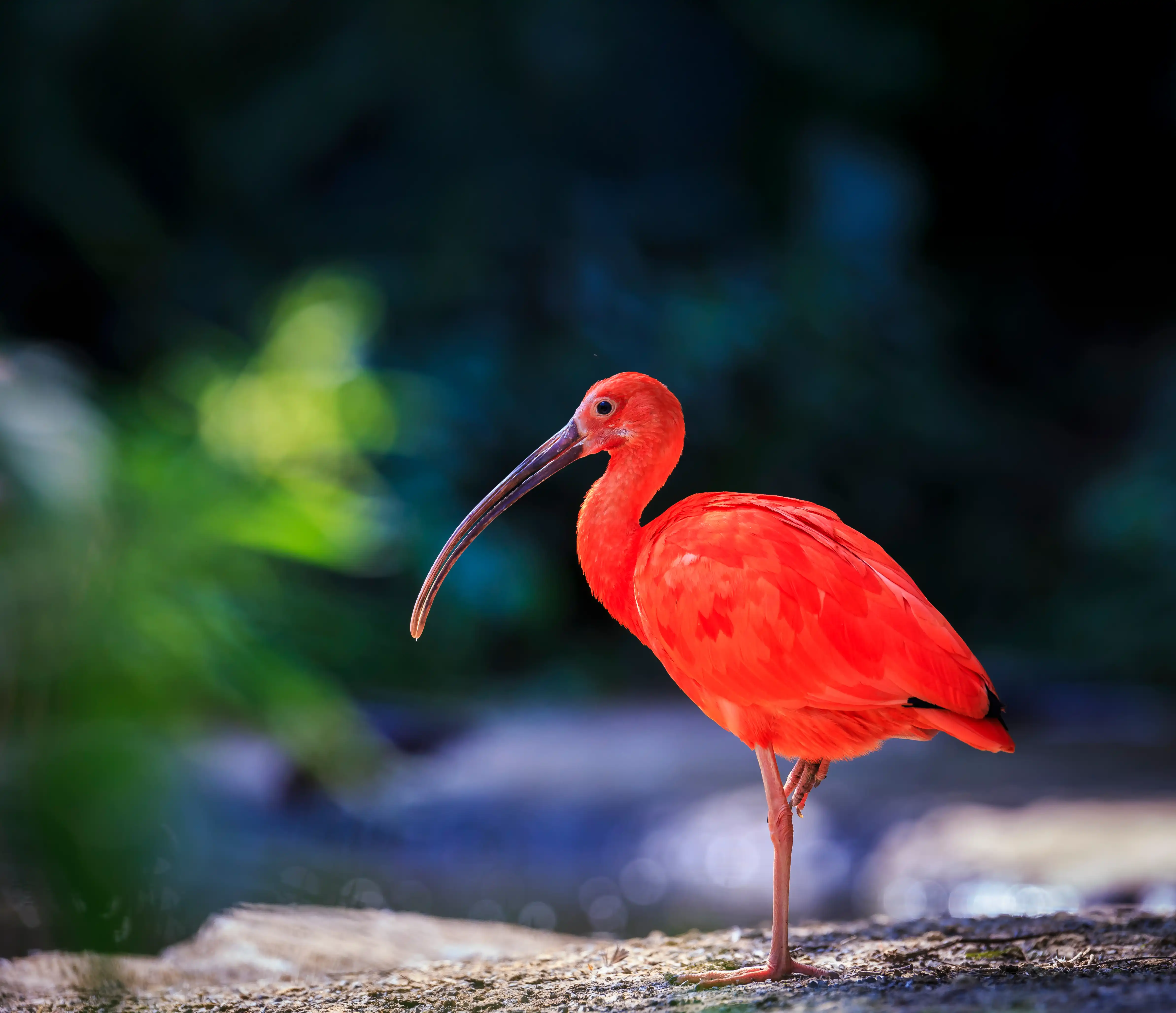 Een afbeelding van een rode ibis in Ouwehands Dierenpark.