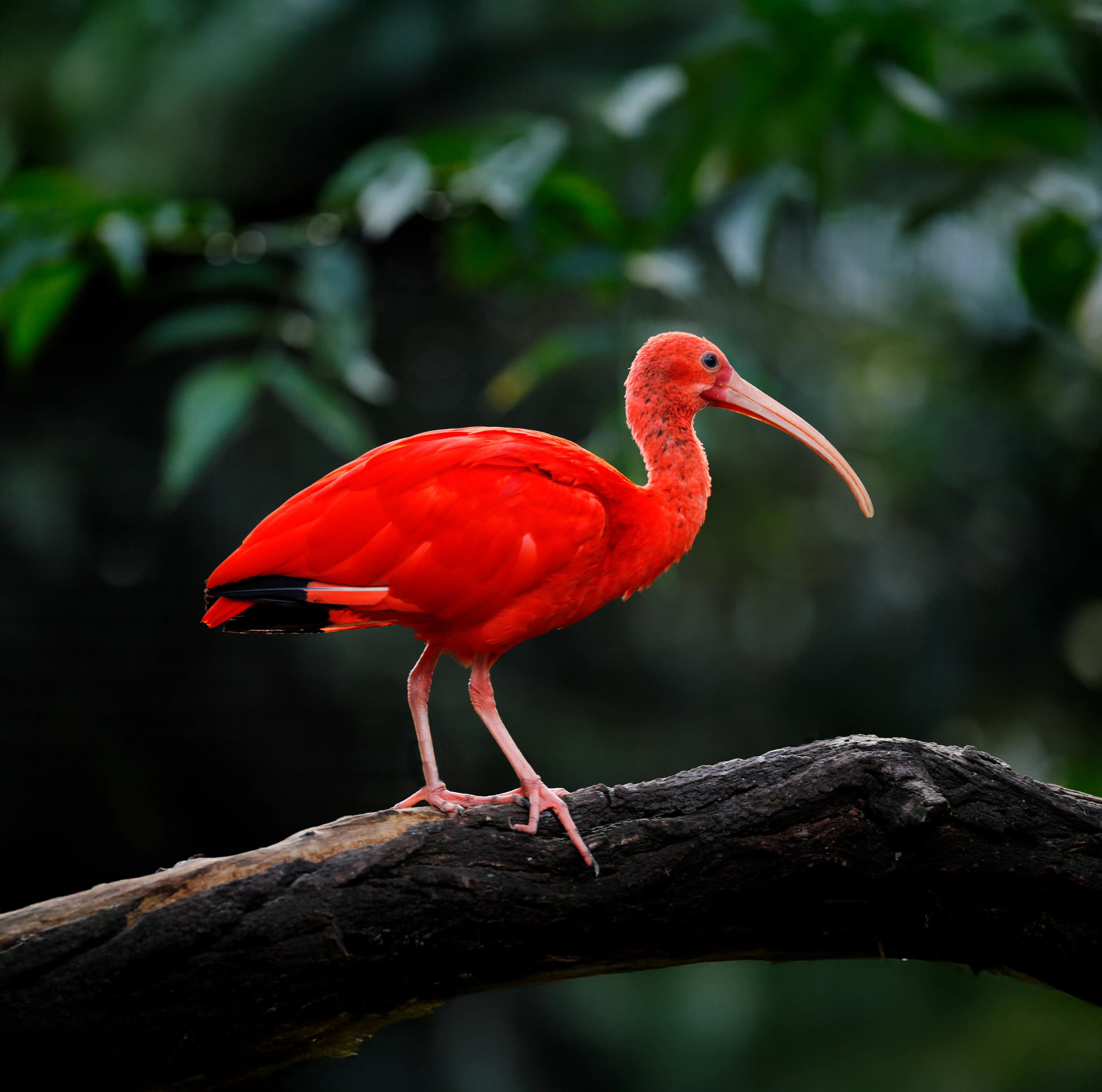 Een afbeelding van een rode ibis in Ouwehands Dierenpark.