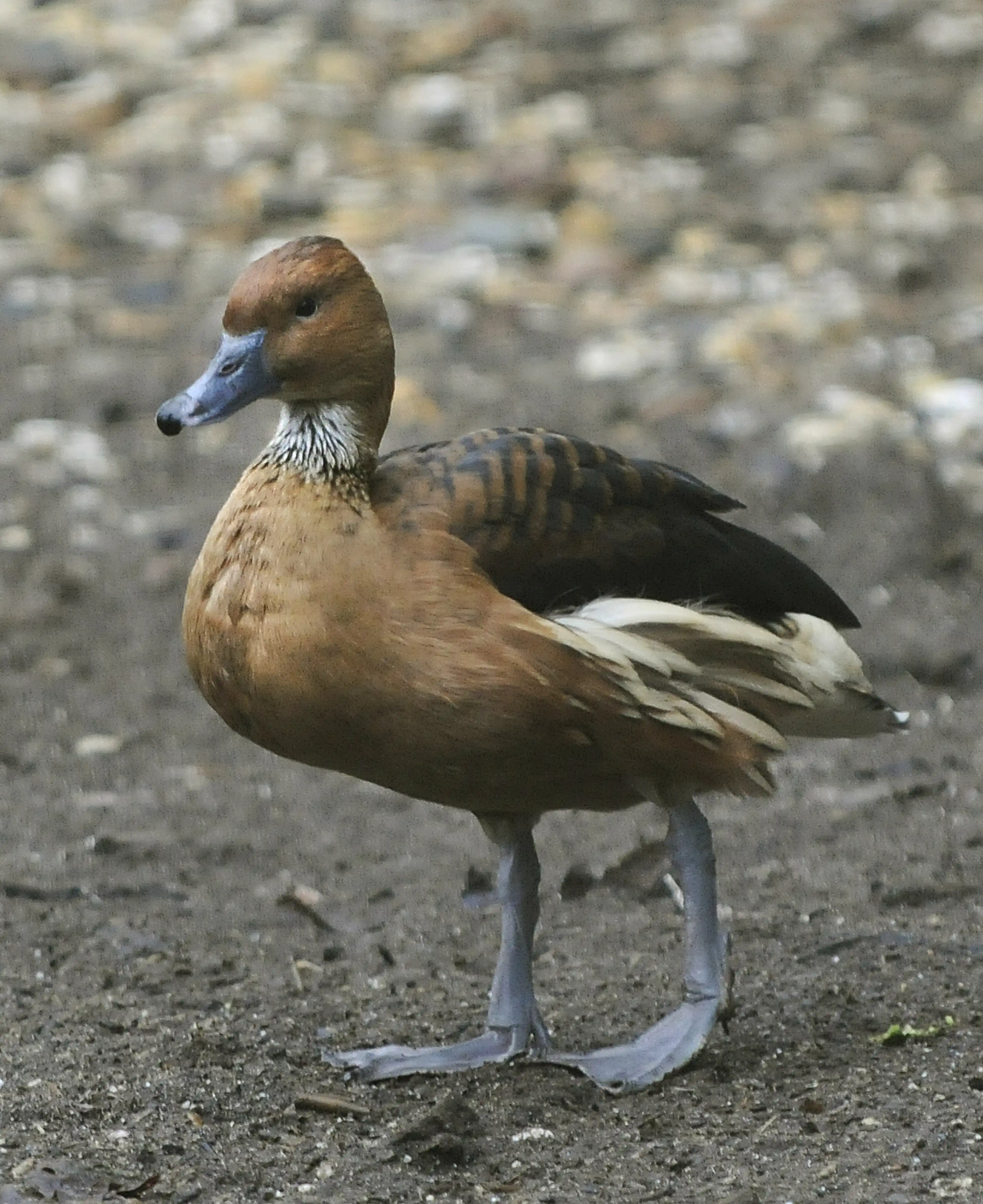 Een afbeelding van een rosse fluiteend in Ouwehands Dierenpark.