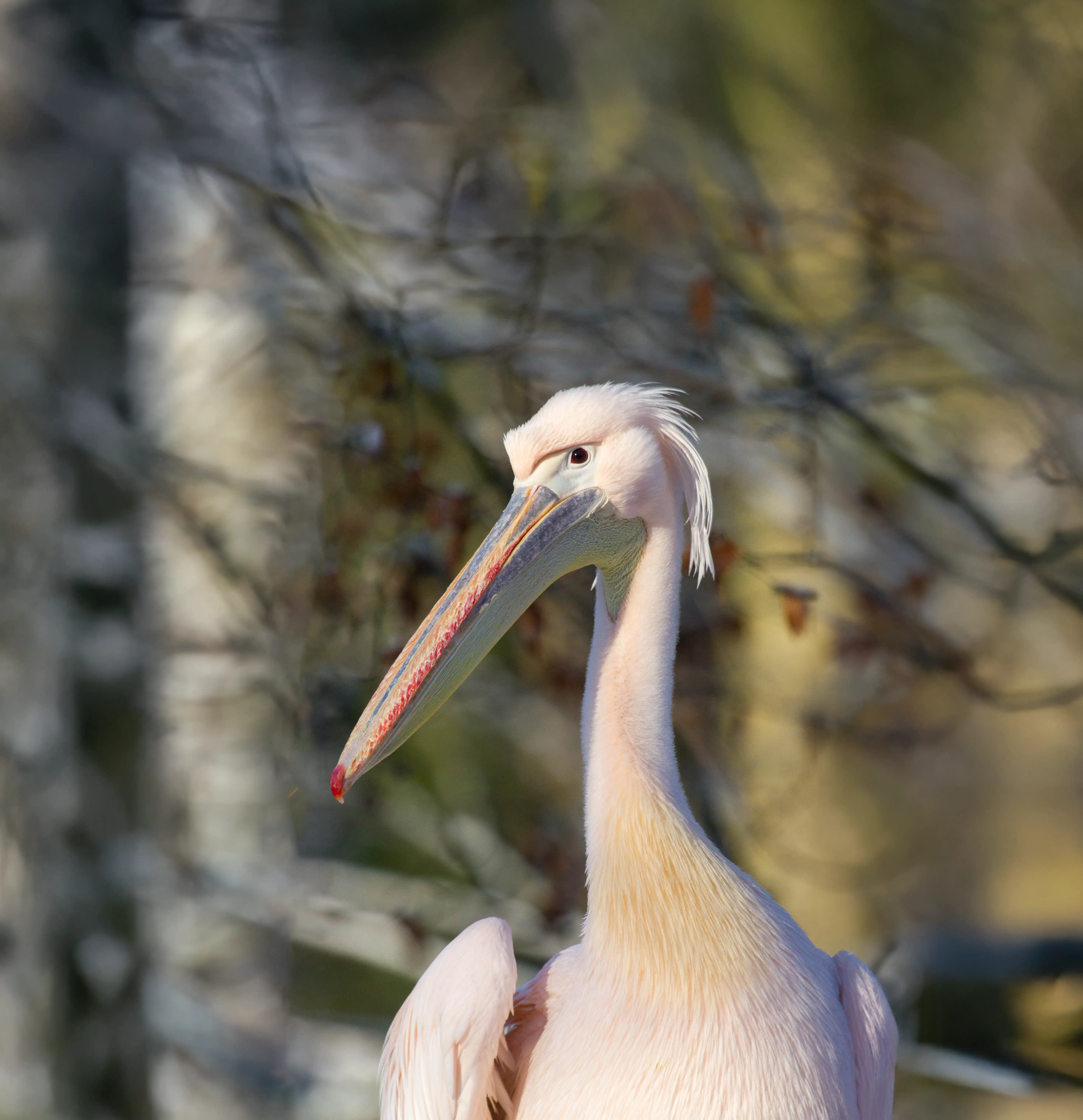 Een afbeelding van een roze pelikaan in Ouwehands Dierenpark.
