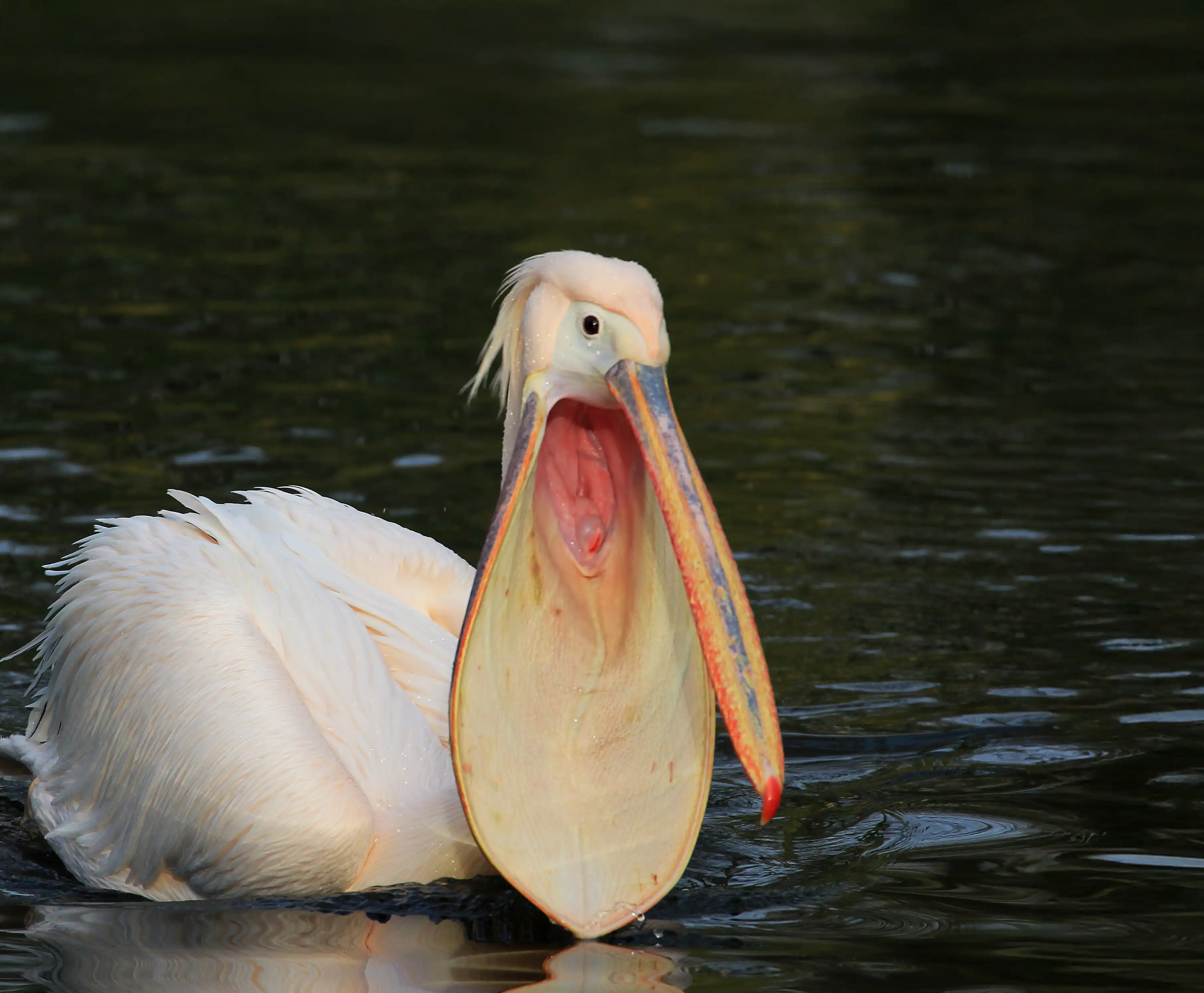 Een afbeelding van een roze pelikaan in Ouwehands Dierenpark.