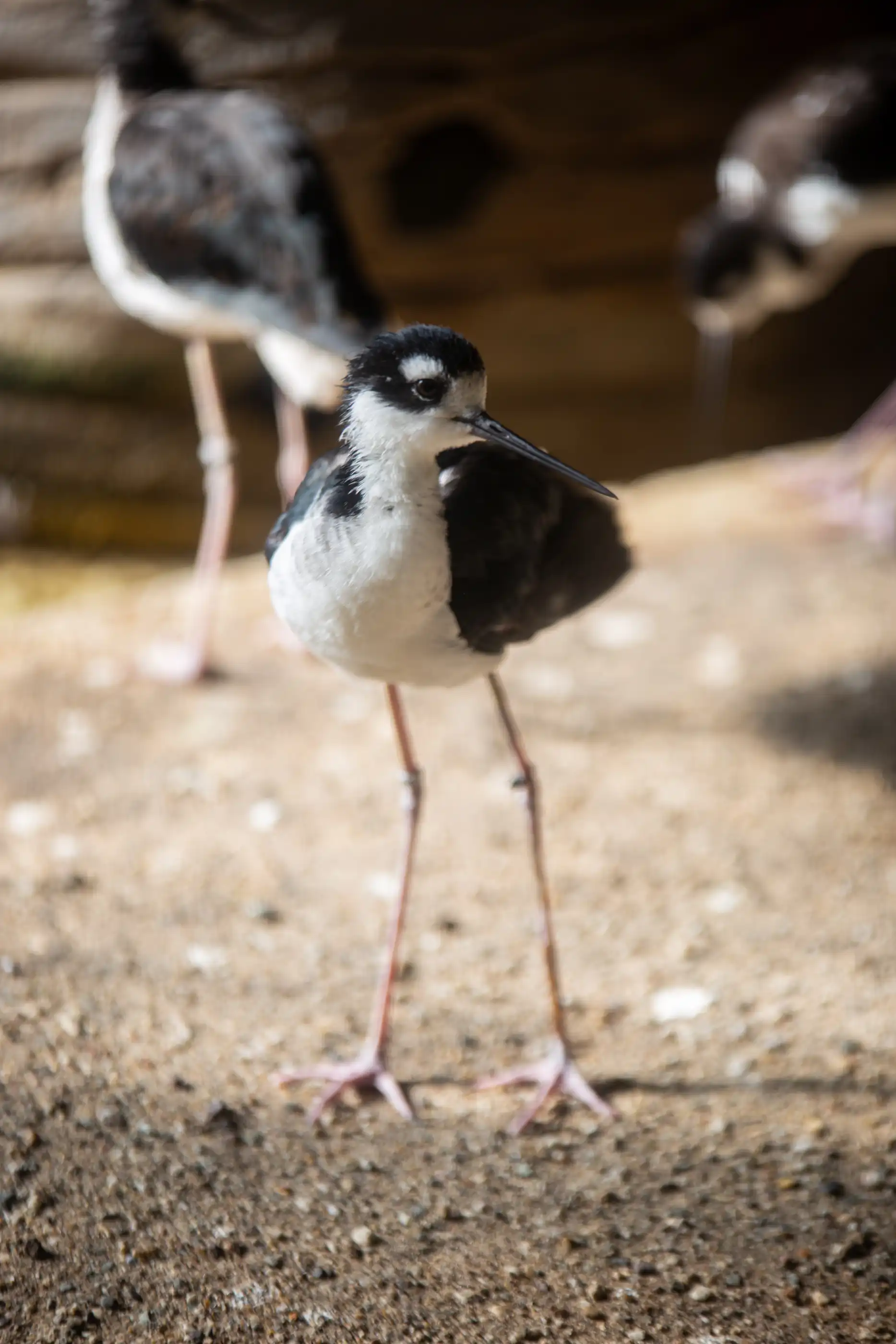 Een afbeelding van een steltkluut in Ouwehands Dierenpark.