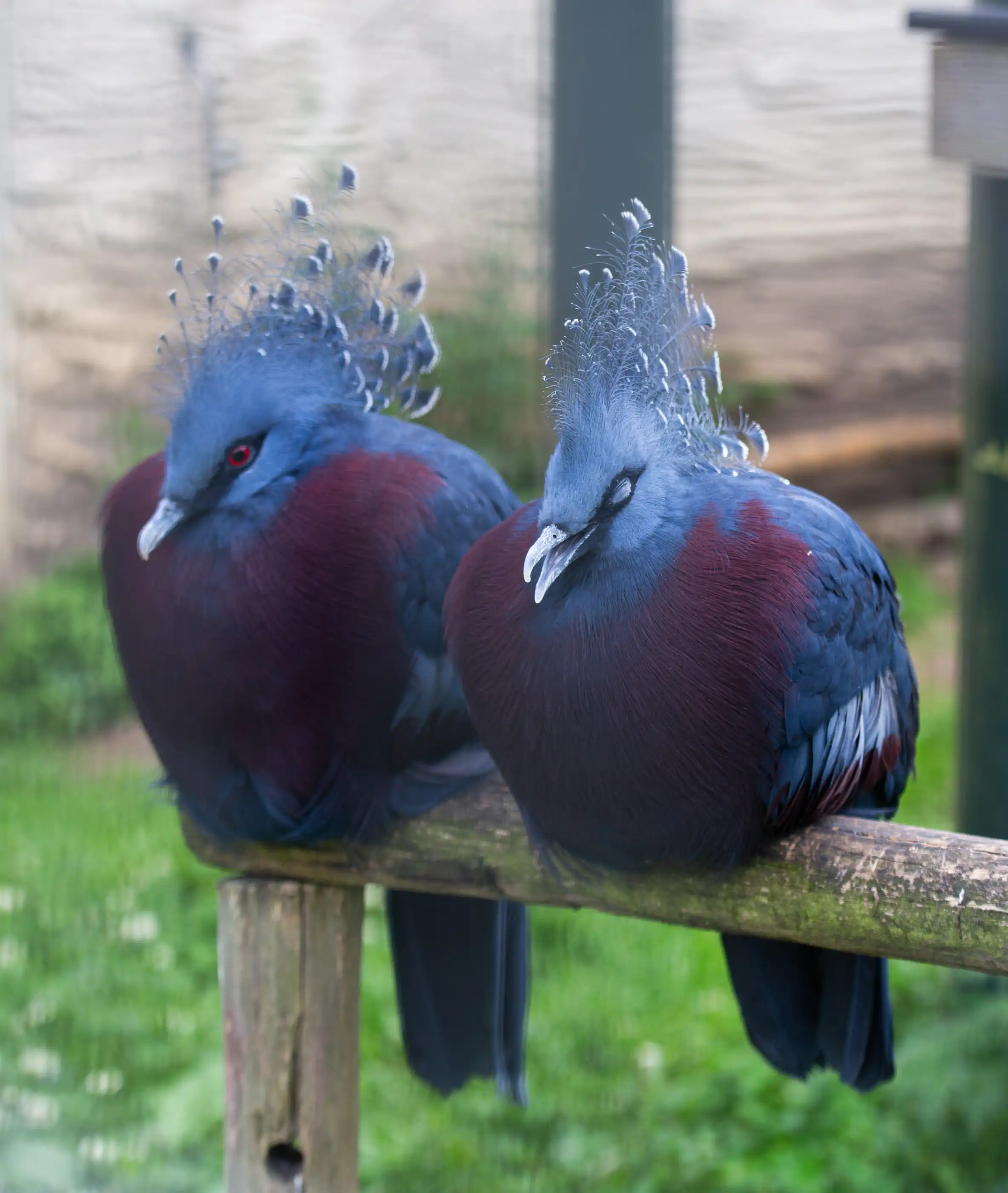 Een foto van twee kroonduiven, naast elkaar op een balk.