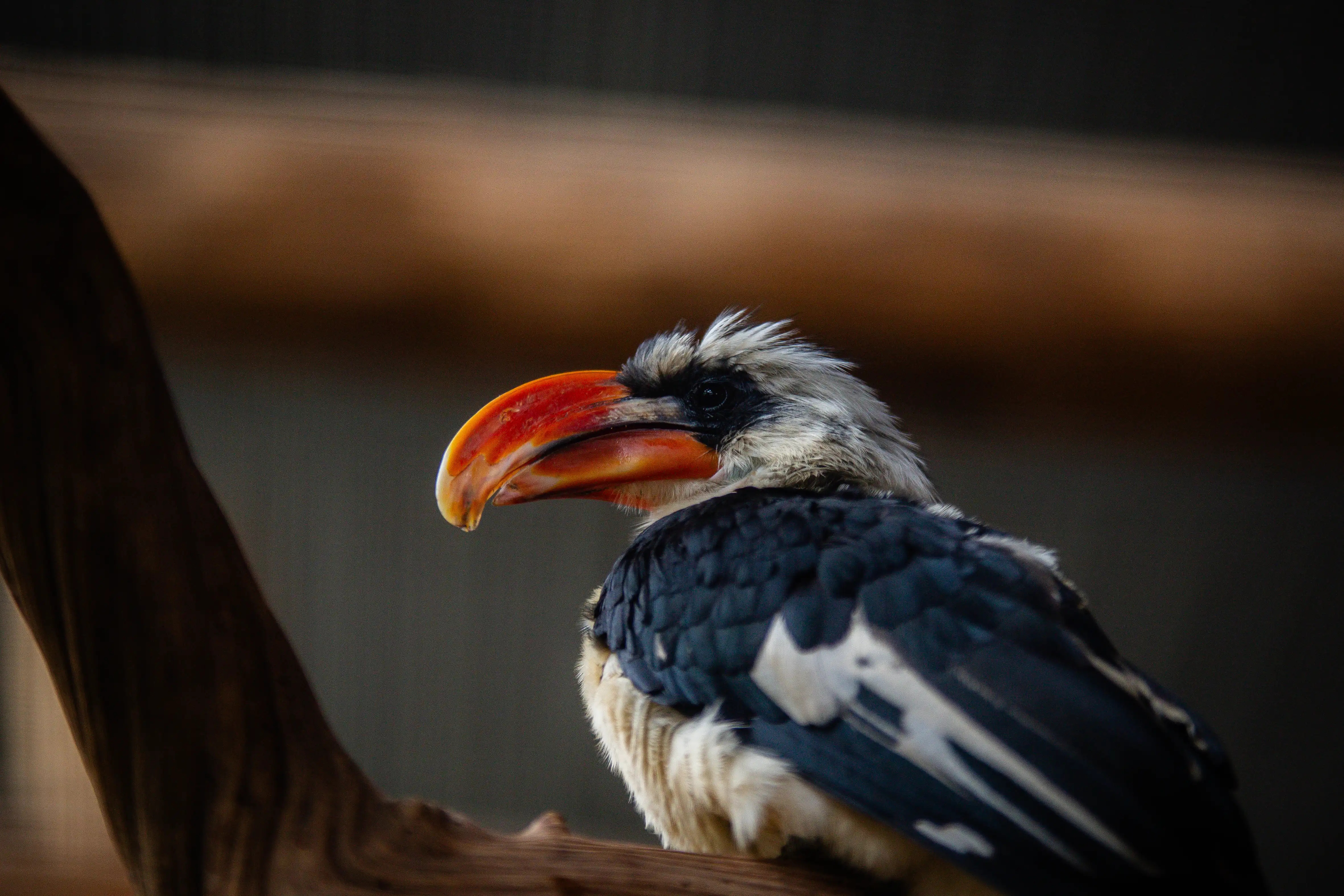 Een afbeelding van een Von der Decken tok in Ouwehands Dierenpark.