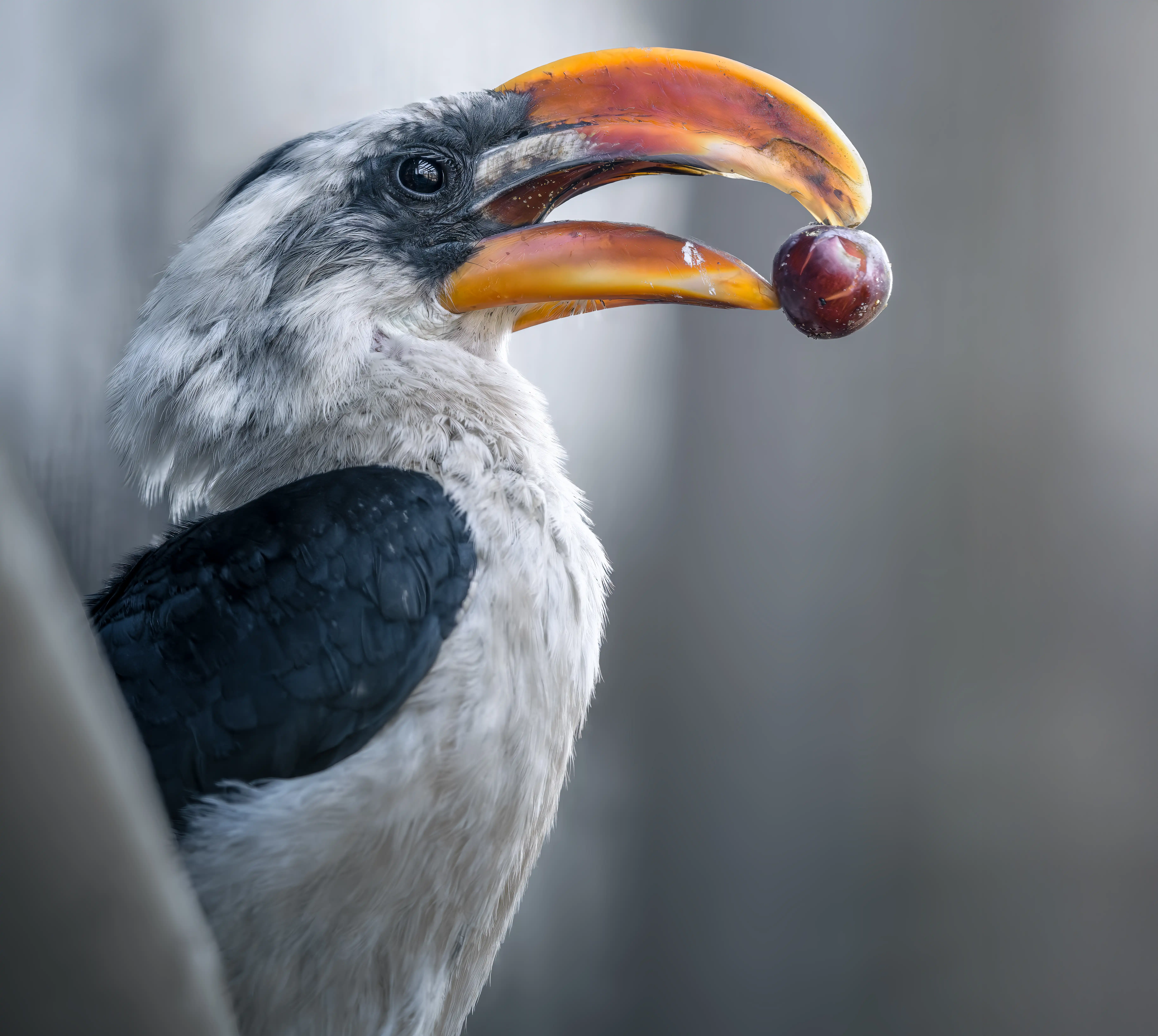 Een afbeelding van een Von der Decken tok in Ouwehands Dierenpark.
