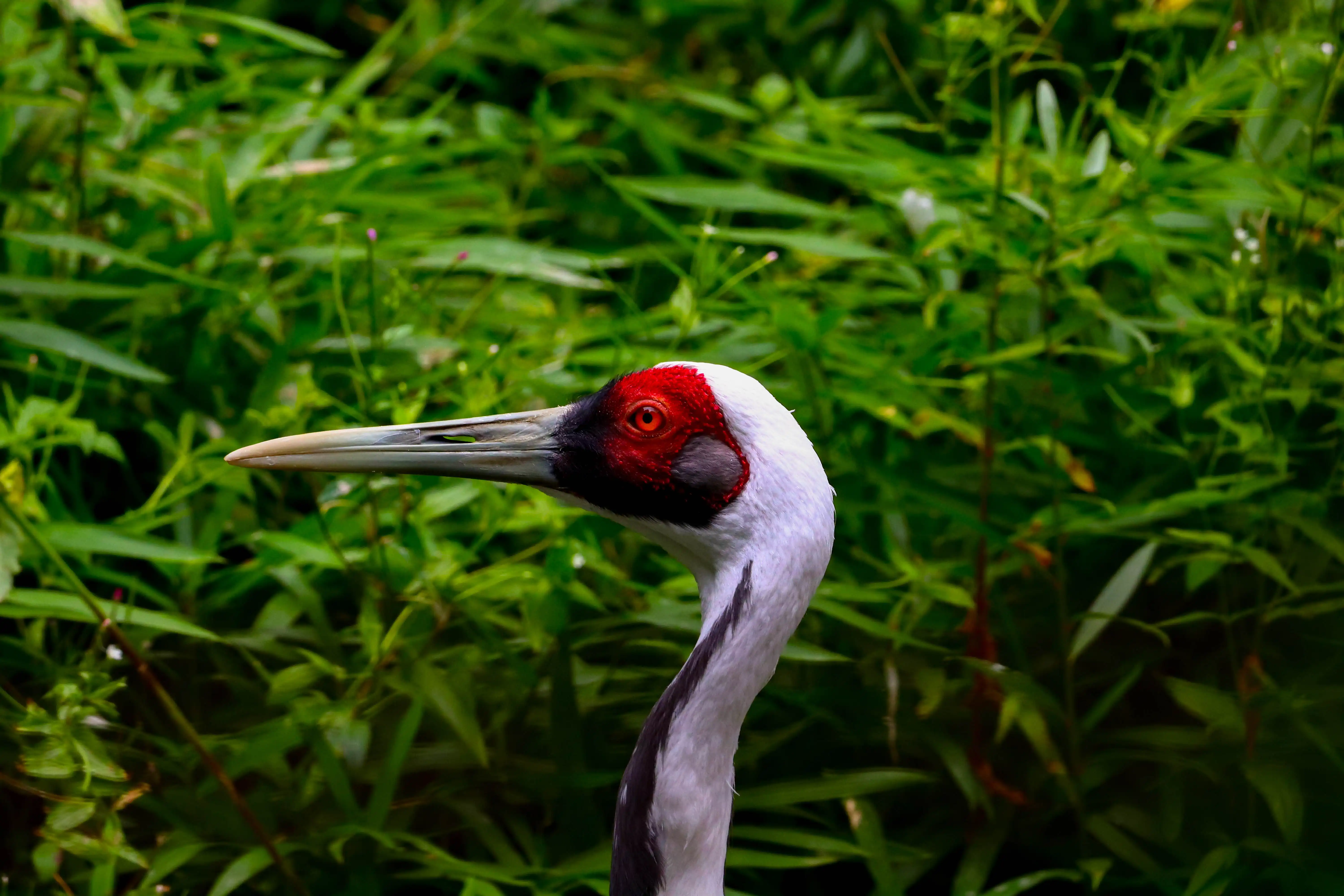 Een foto van de witnekkraanvogel in Ouwehands Dierenpark 