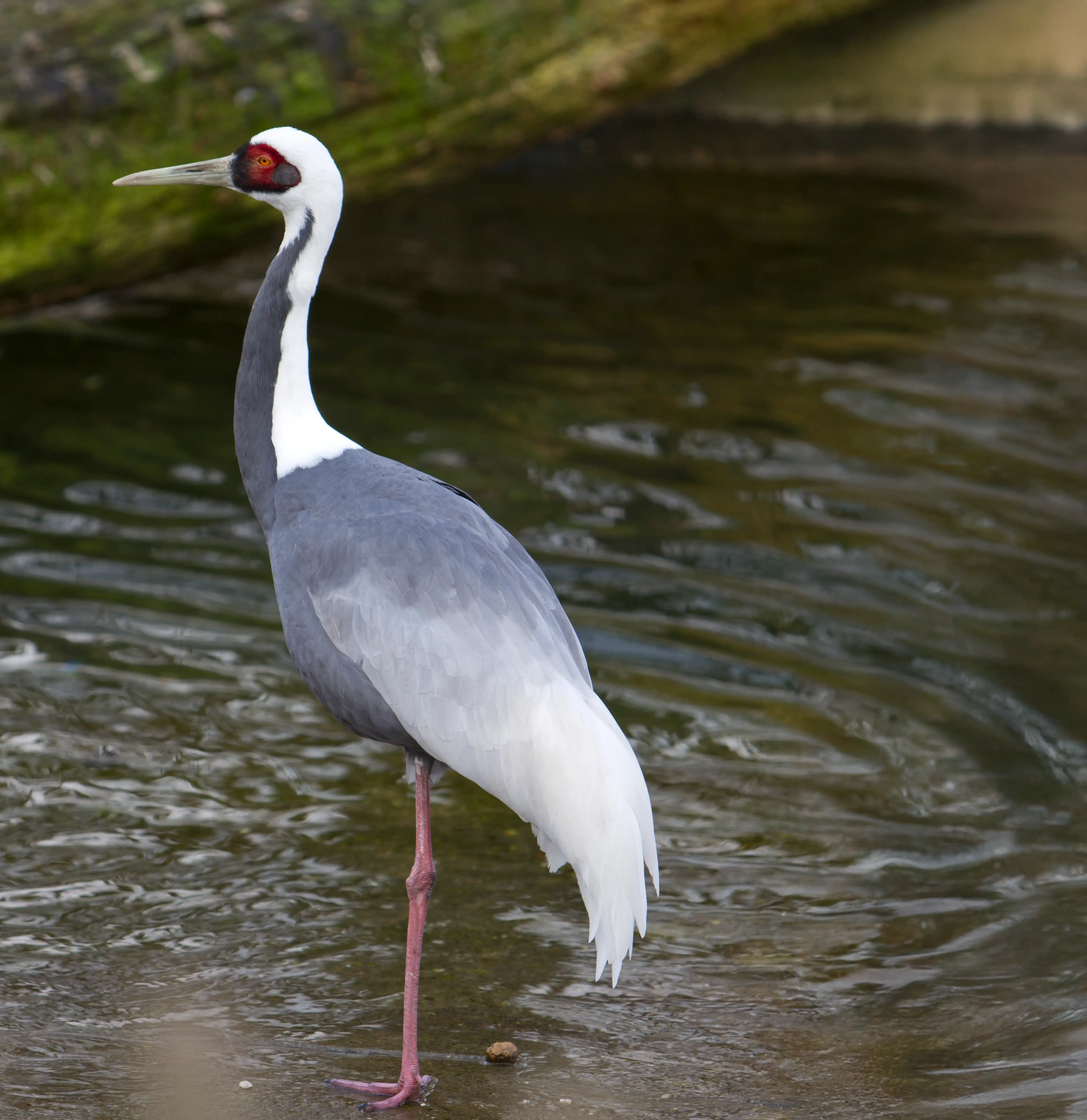 Een foto van een witnekkraanvogel die in het water staat
