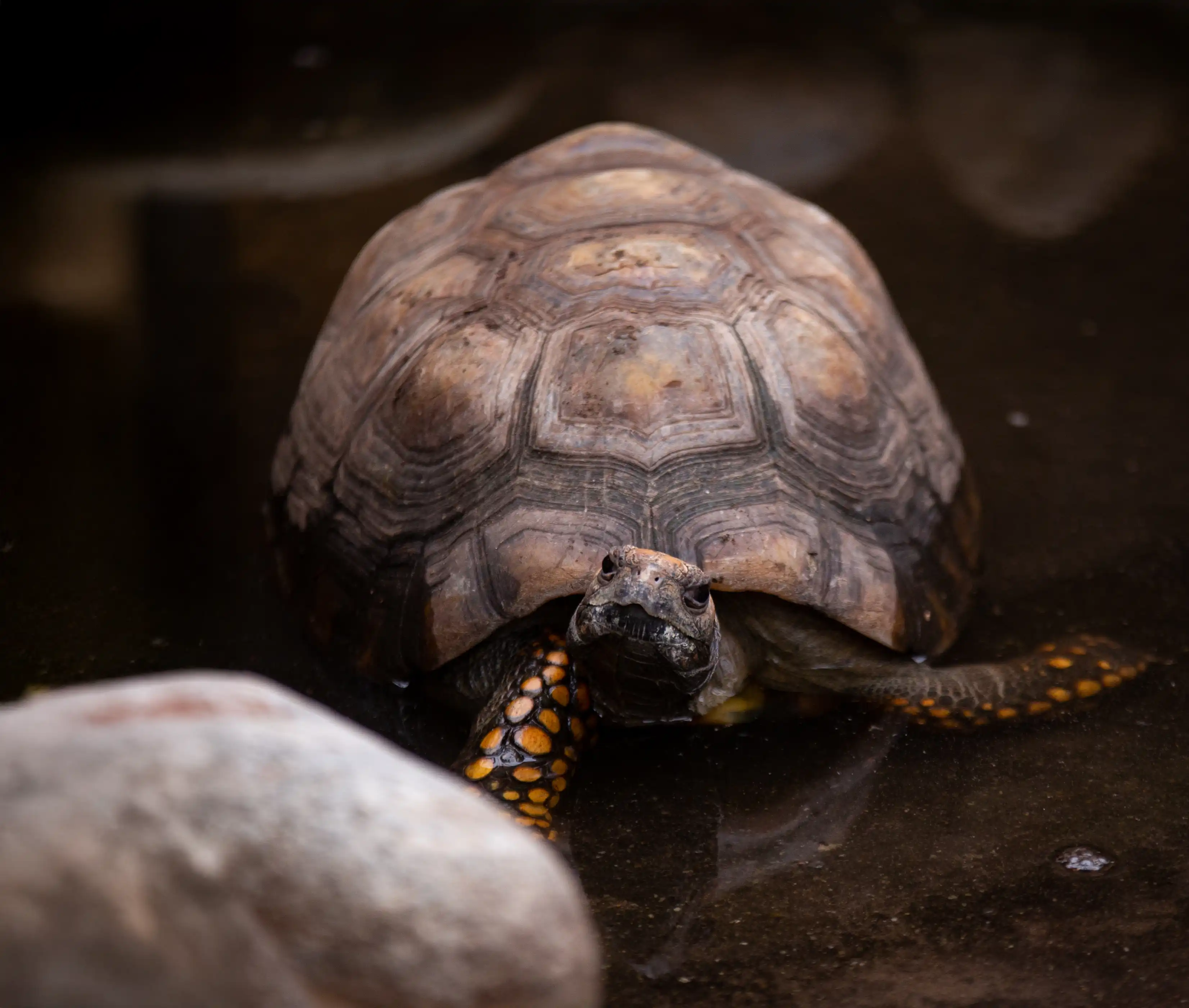 Een foto van een woudschildpad in Ouwehands Dierenpark