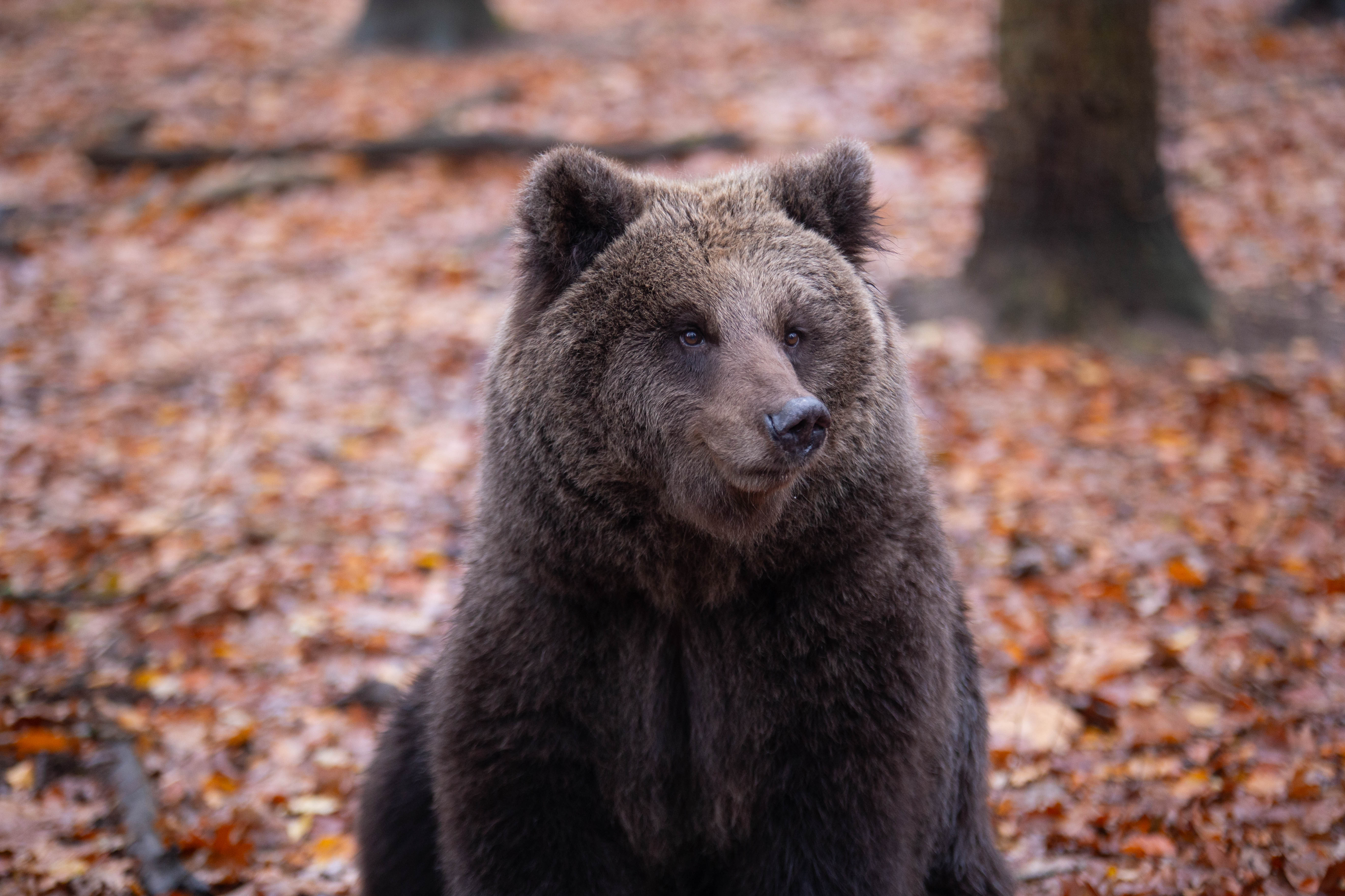 Een afbeelding van een bruine beer in Ouwehands Dierenpark