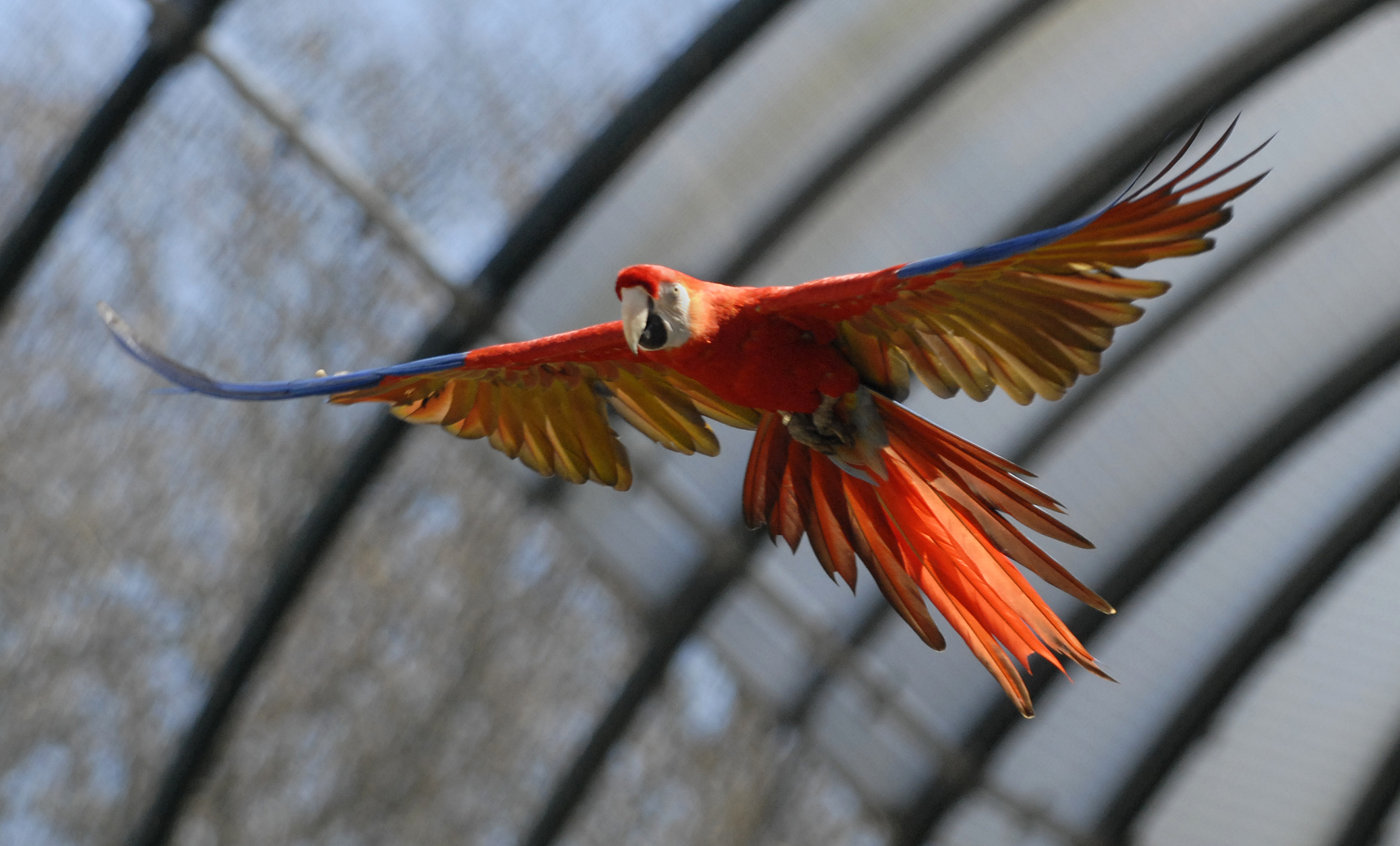 Een afbeelding van een geelvleugelara in Ouwehands Dierenpark.