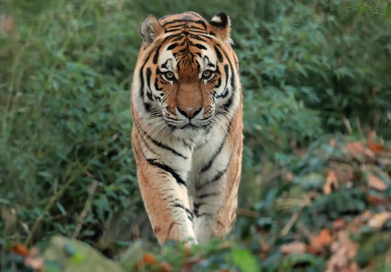 Een Amoertijger kijkt recht in de camera vanuit het dichte, groene struikgewas; zijn gestreepte lichaam wordt gedeeltelijk verborgen door bladeren en zijn blik is kalm maar waakzaam.