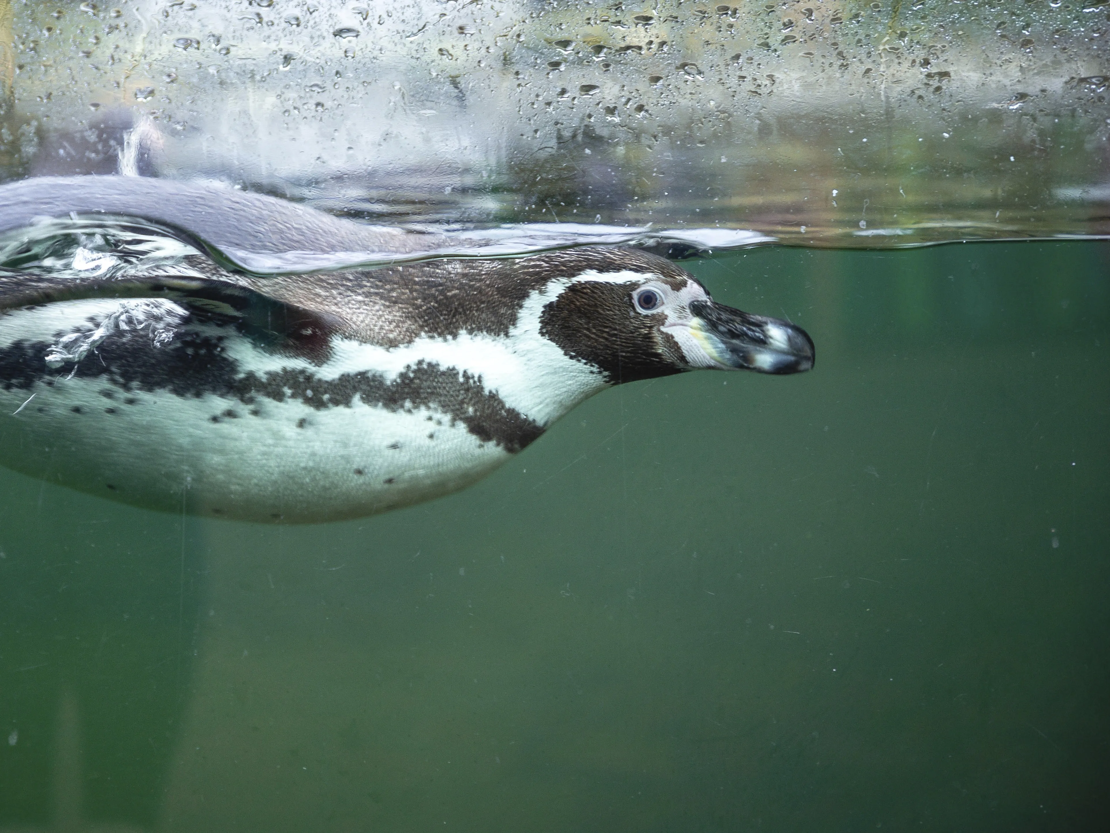 Foto van een Humboldt pinguïn in Ouwehands Dierenpark