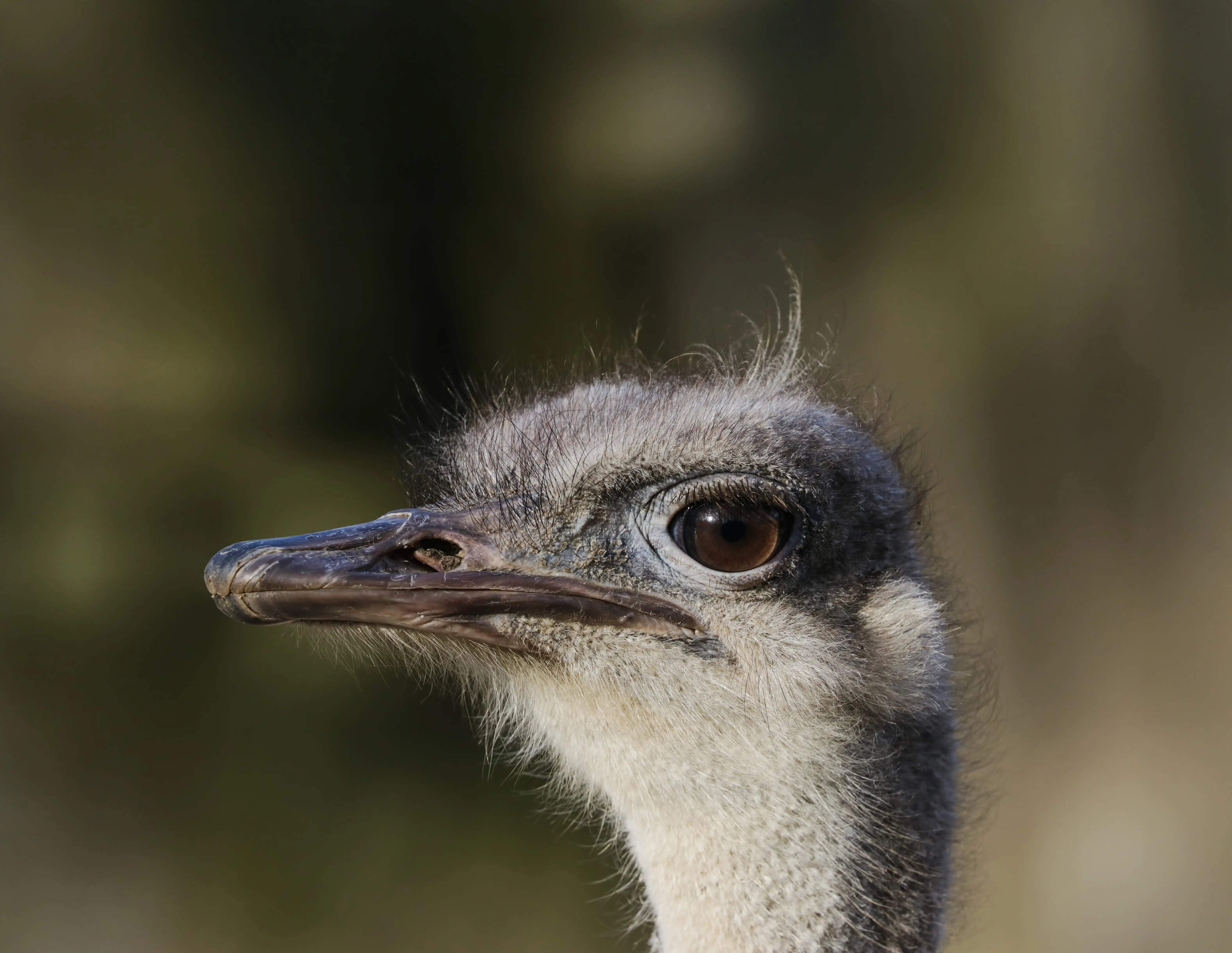 Een afbeelding van een struisvogel in Ouwehands Dierenpark
