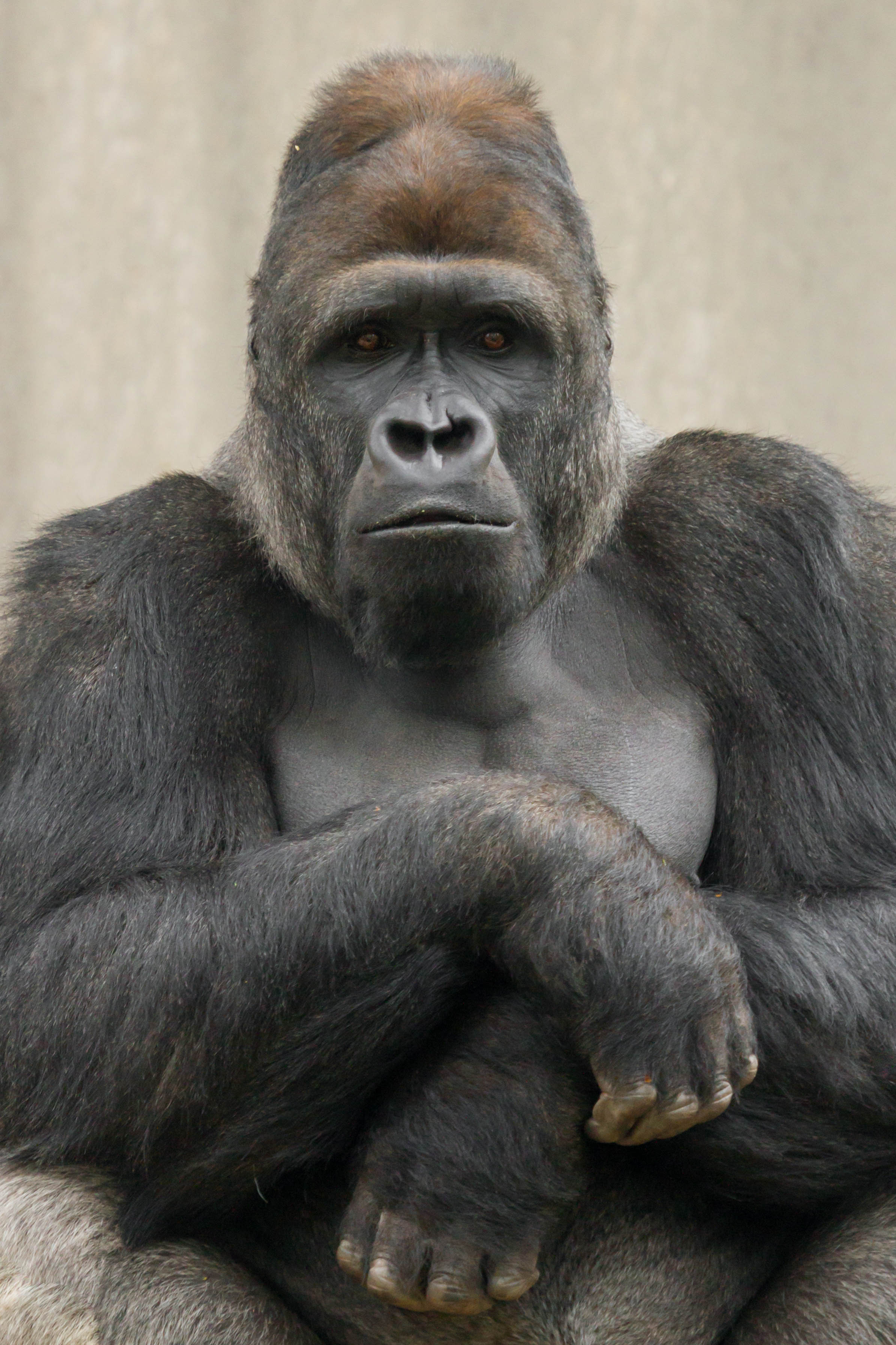 Een afbeelding van een Westelijke laaglandgorilla in Ouwehands Dierenpark