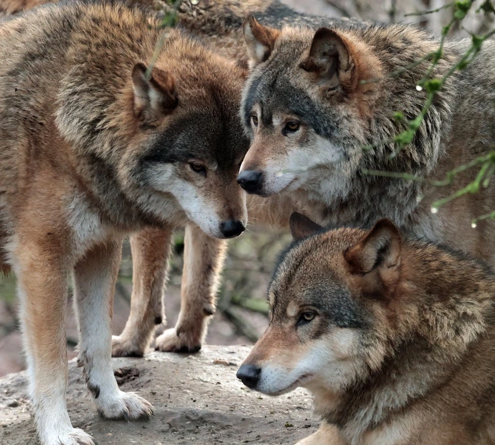 Een afbeelding van een wolf in Ouwehands Dierenpark