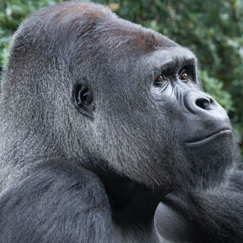 Gorilla