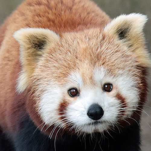 Een foto van een rode panda in Ouwehands Dierenpark