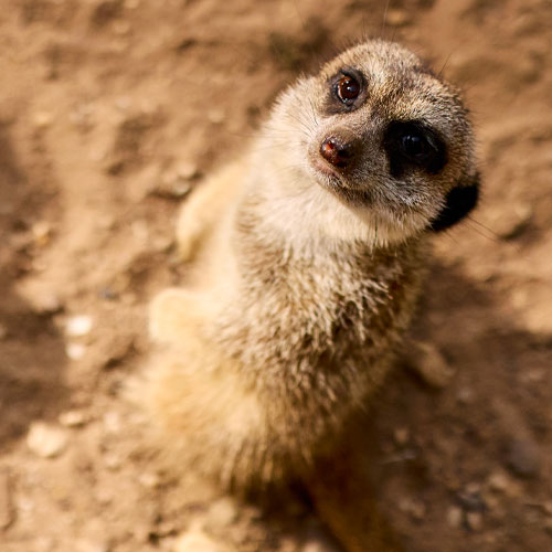 Stokstaartjes in Ouwehands Dierenpark