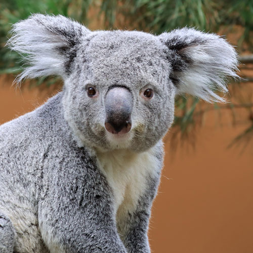 Koala's in Ouwehands Dierenpark