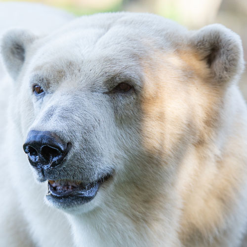 IJsberen in Ouwehands Dierenpark