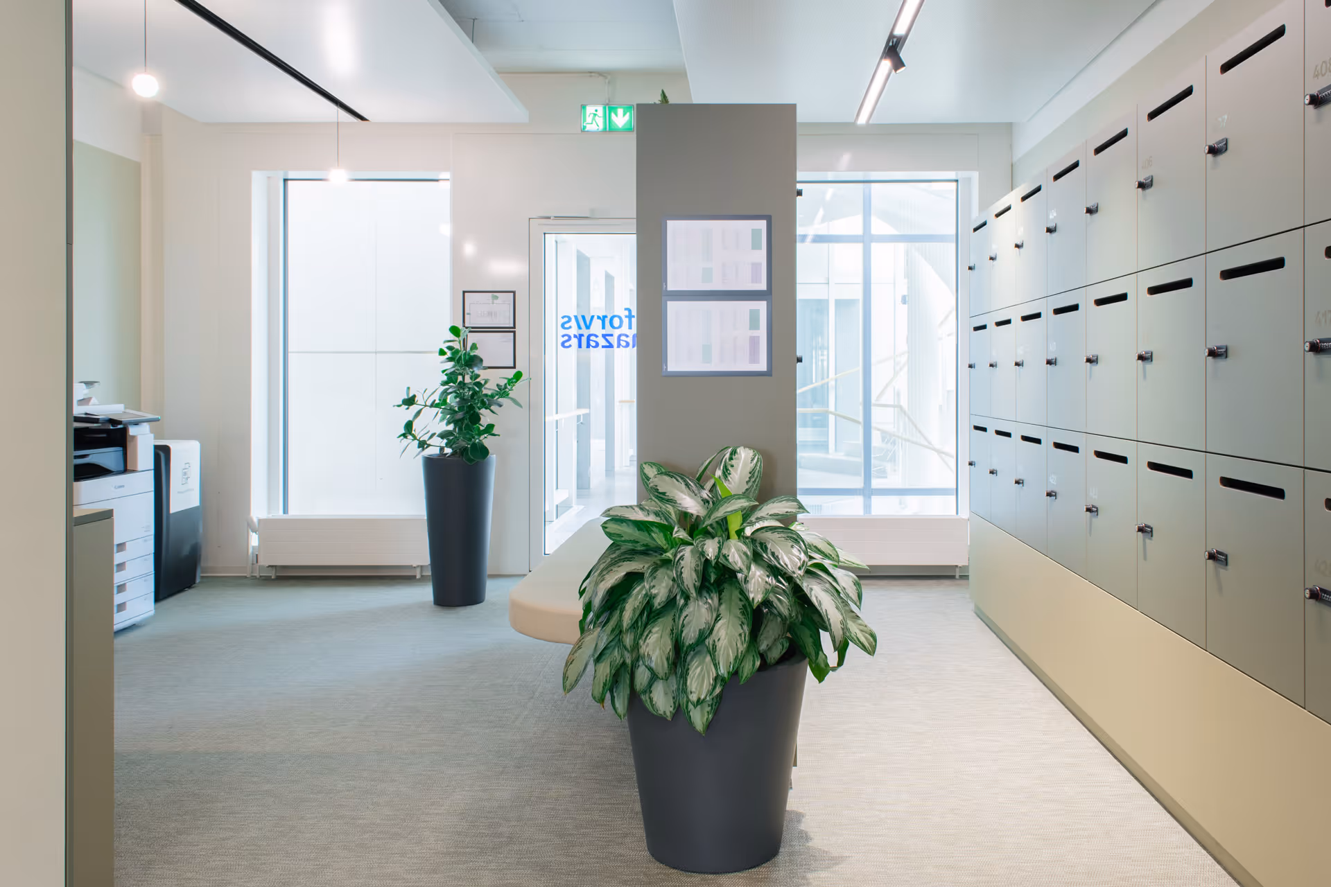 Aglaonema ‘Silver Bay’ in einem hellen Büroflur