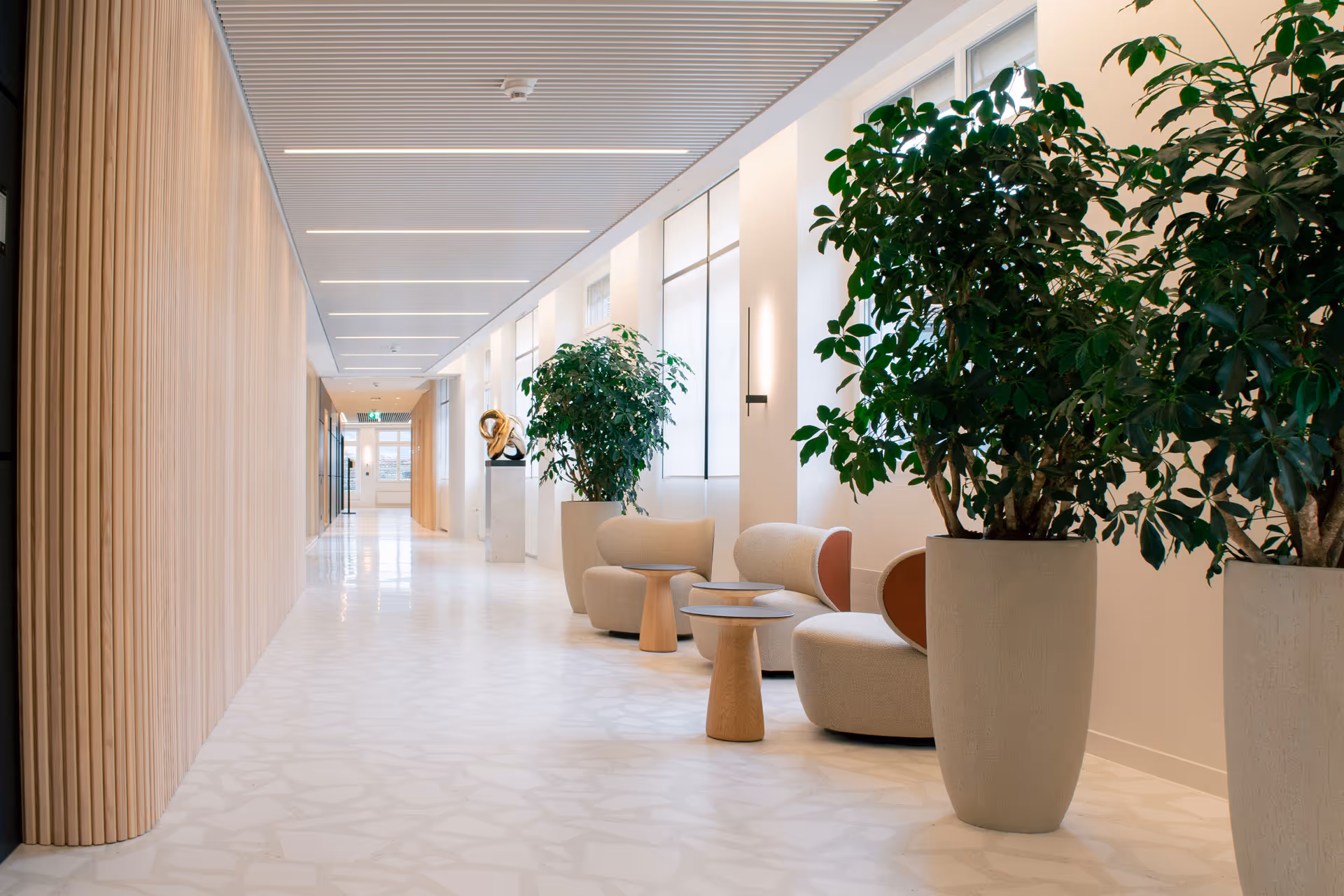 Schefflera in grossen Pflanzgefässen entlang eines hellen Büroflurs
