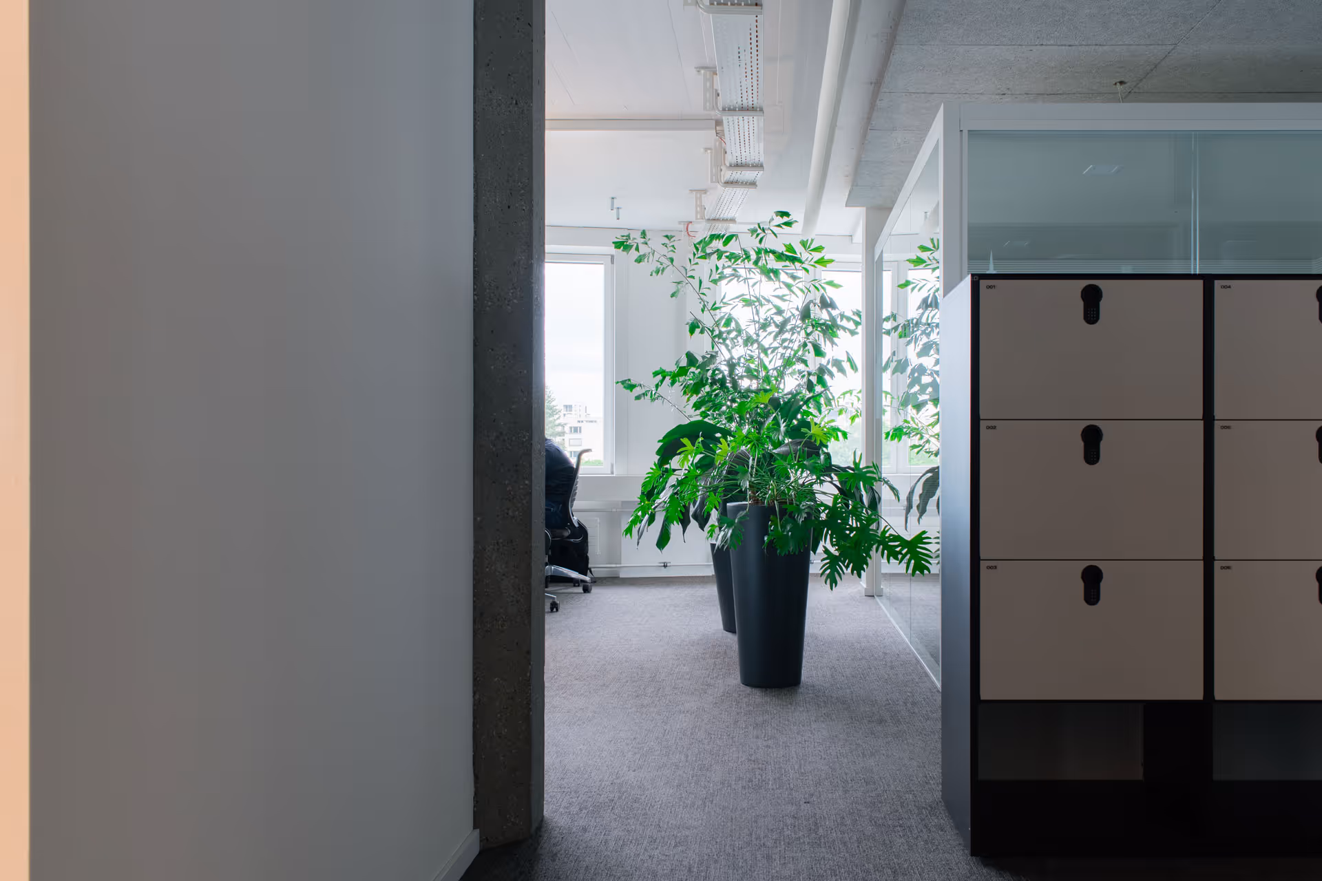 Philodendron ‘Xanadu’ in einem hellen Büroflur