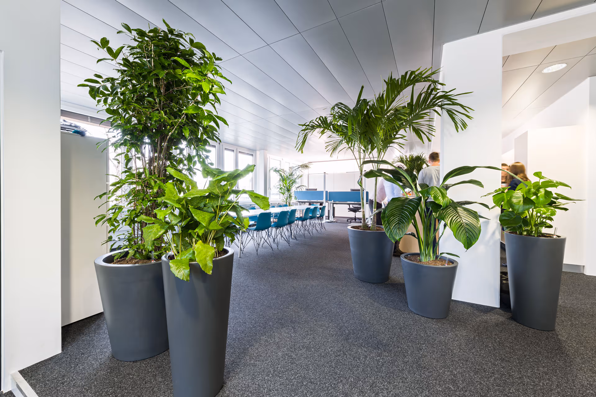 Hohe Grünpflanzen als Raumbegrünung in einem modernen Büro