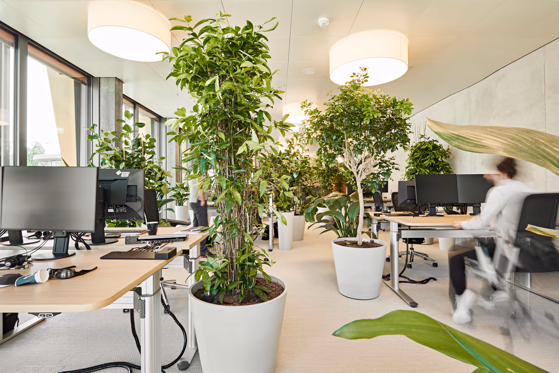 Begrünter Arbeitsplatz mit Dracaena und weiteren Zimmerpflanzen