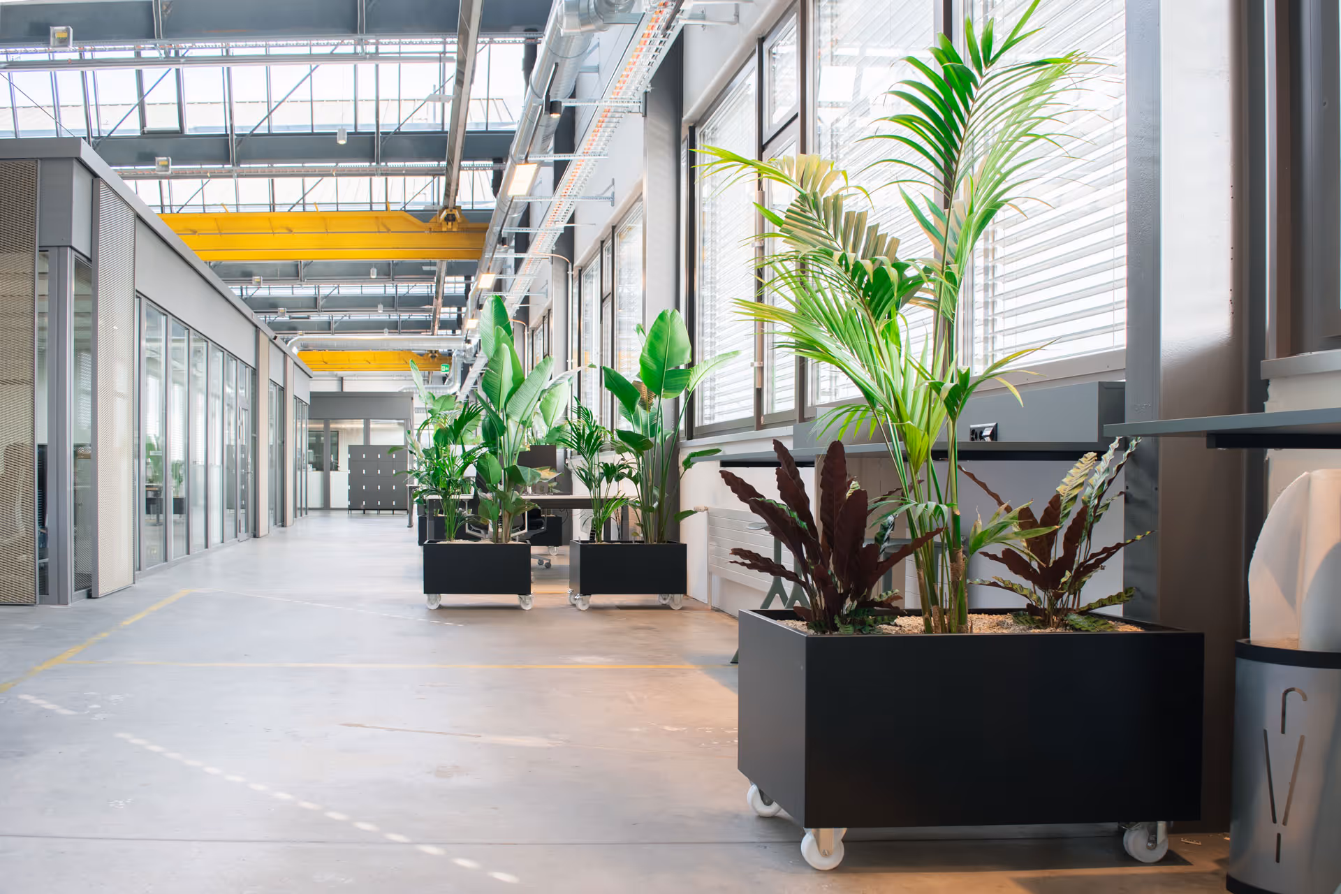 Mobile Pflanzengefässe mit Calathea und weiteren Grünpflanzen in einem hellen Büro
