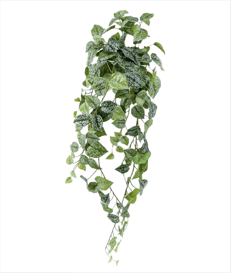 Scindapsus pictus