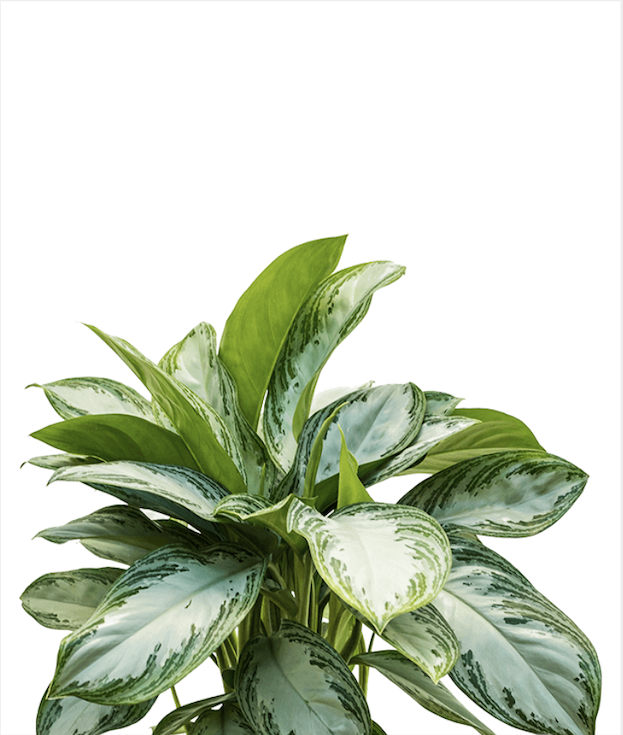 Aglaonema ‘Silver Bay’