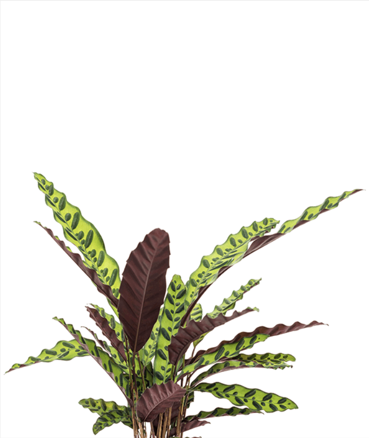 Calathea insignis