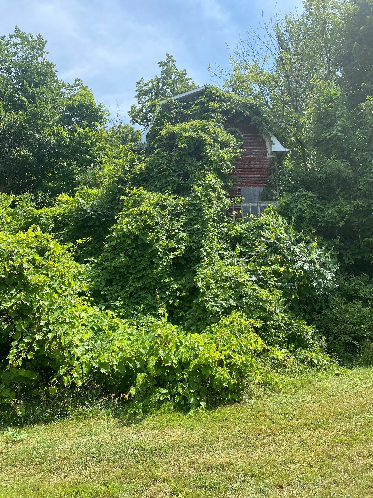 The same red house appears in summer, now heavily overgrown with dense green vines and foliage that nearly cover the structure.