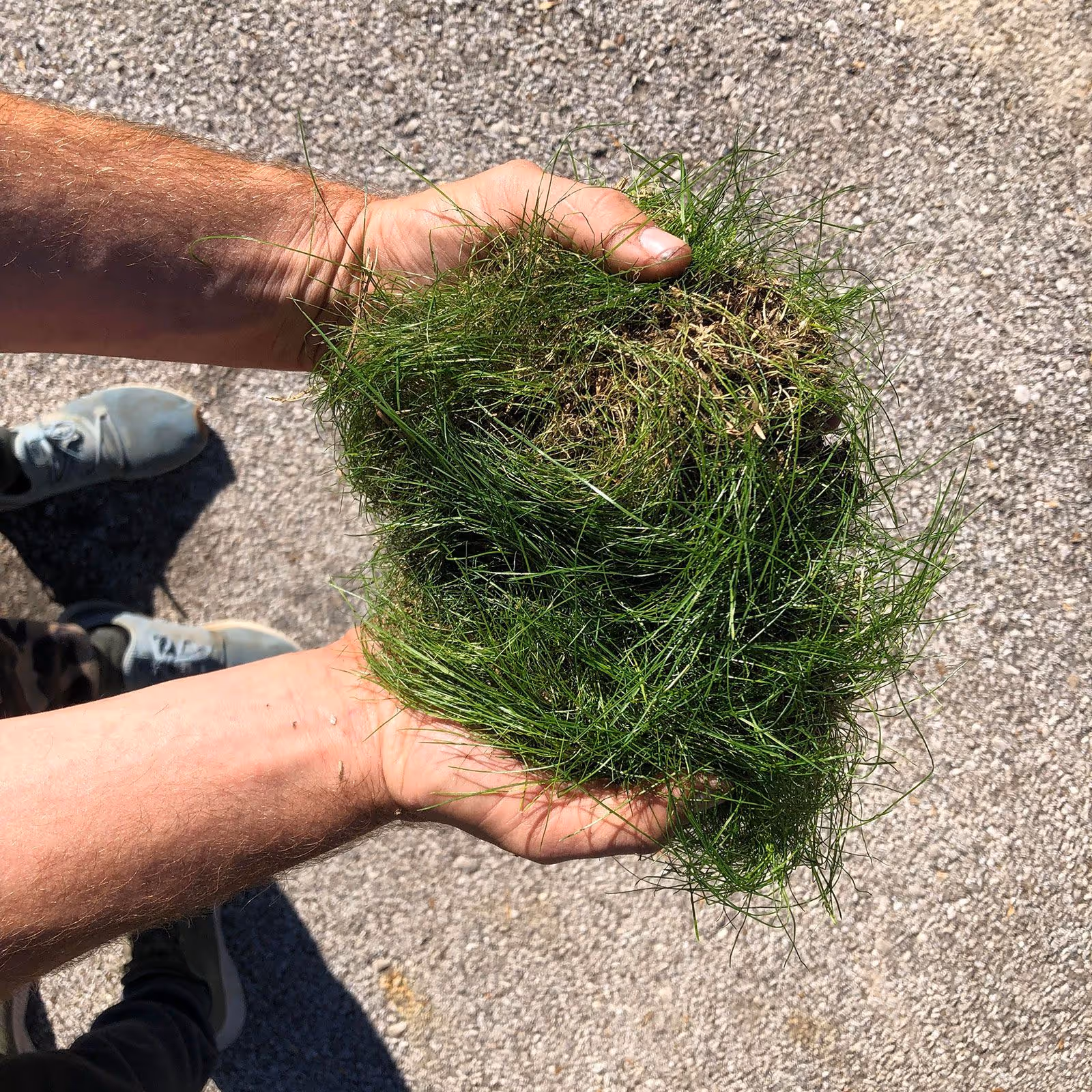 Lawn aeration services near me – improve soil health and root growth