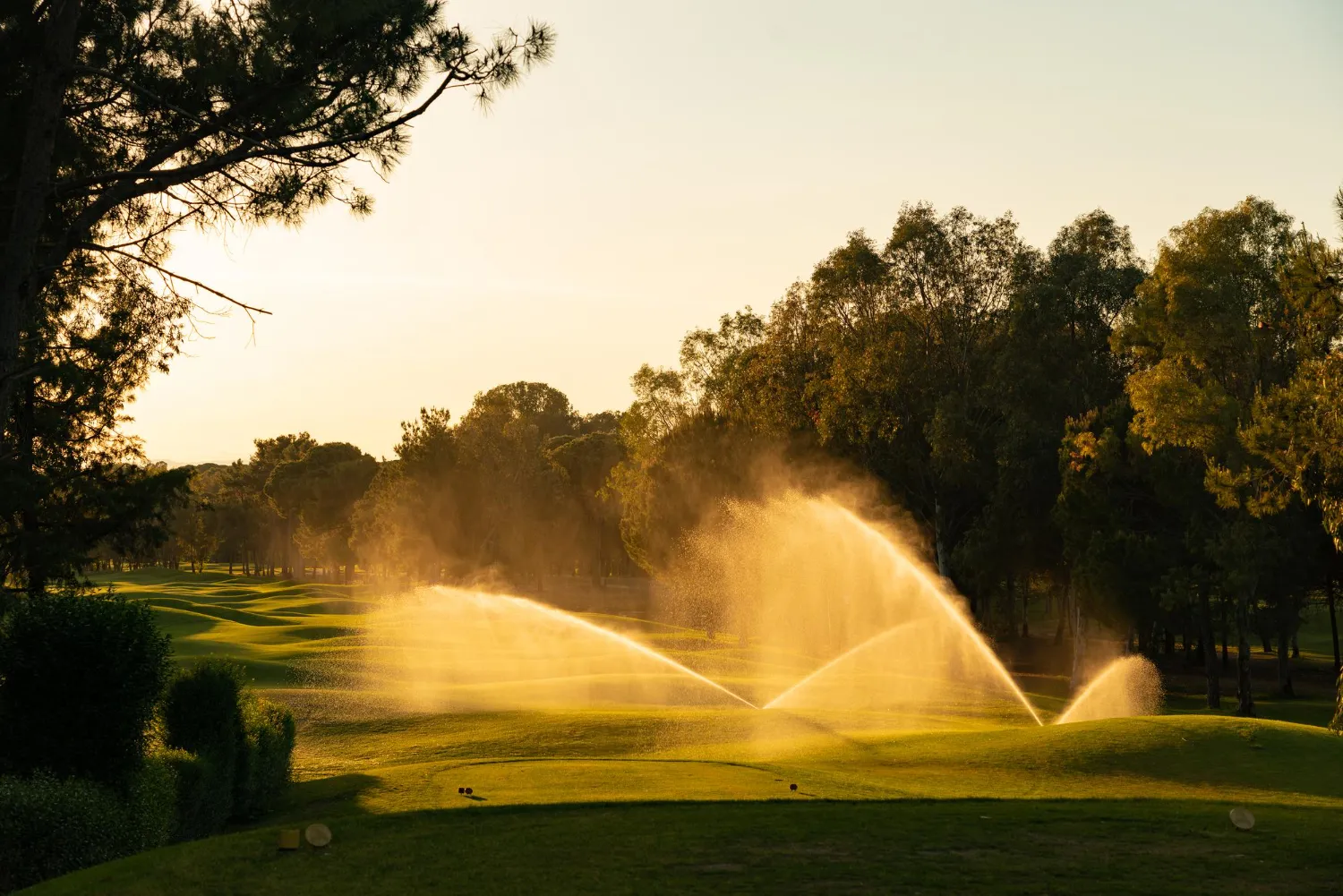 Water sprinklers irrigating a green golf course at sunset with trees in the background.